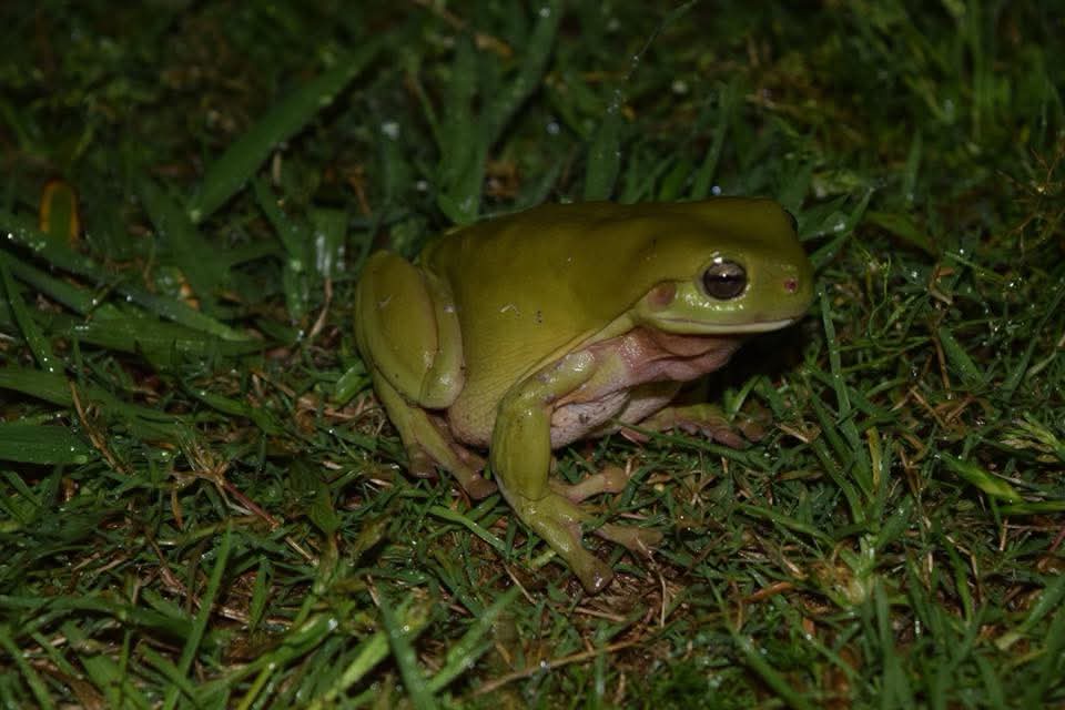 A Frog's Delight: Enjoying the Rainy Day