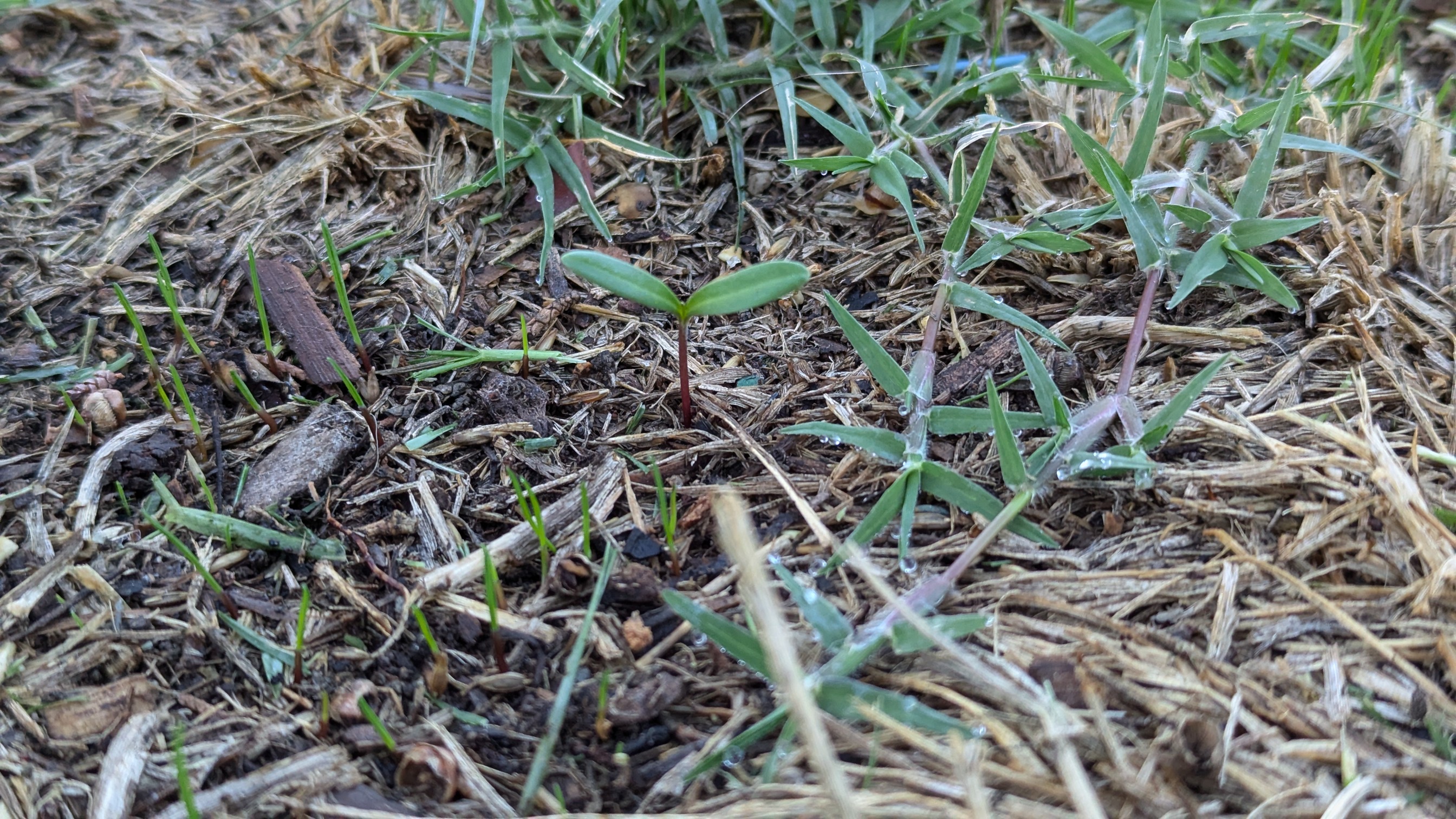 What's Sprouting Alongside My Fresh Grass?
