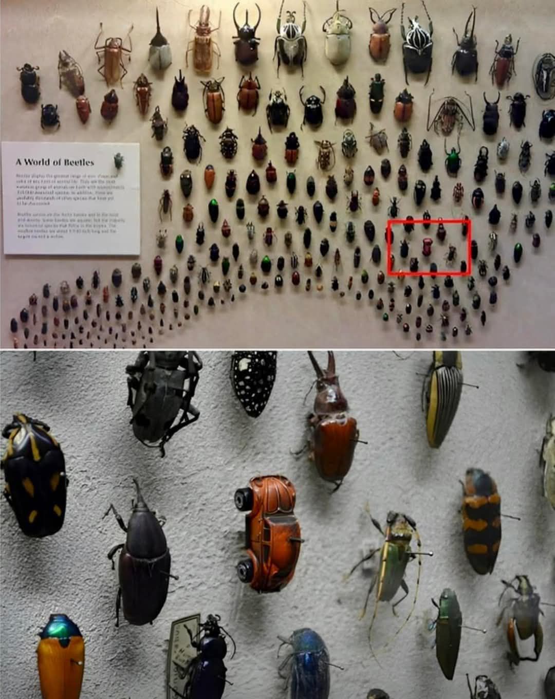 Exploring a Fascinating World of Beetles