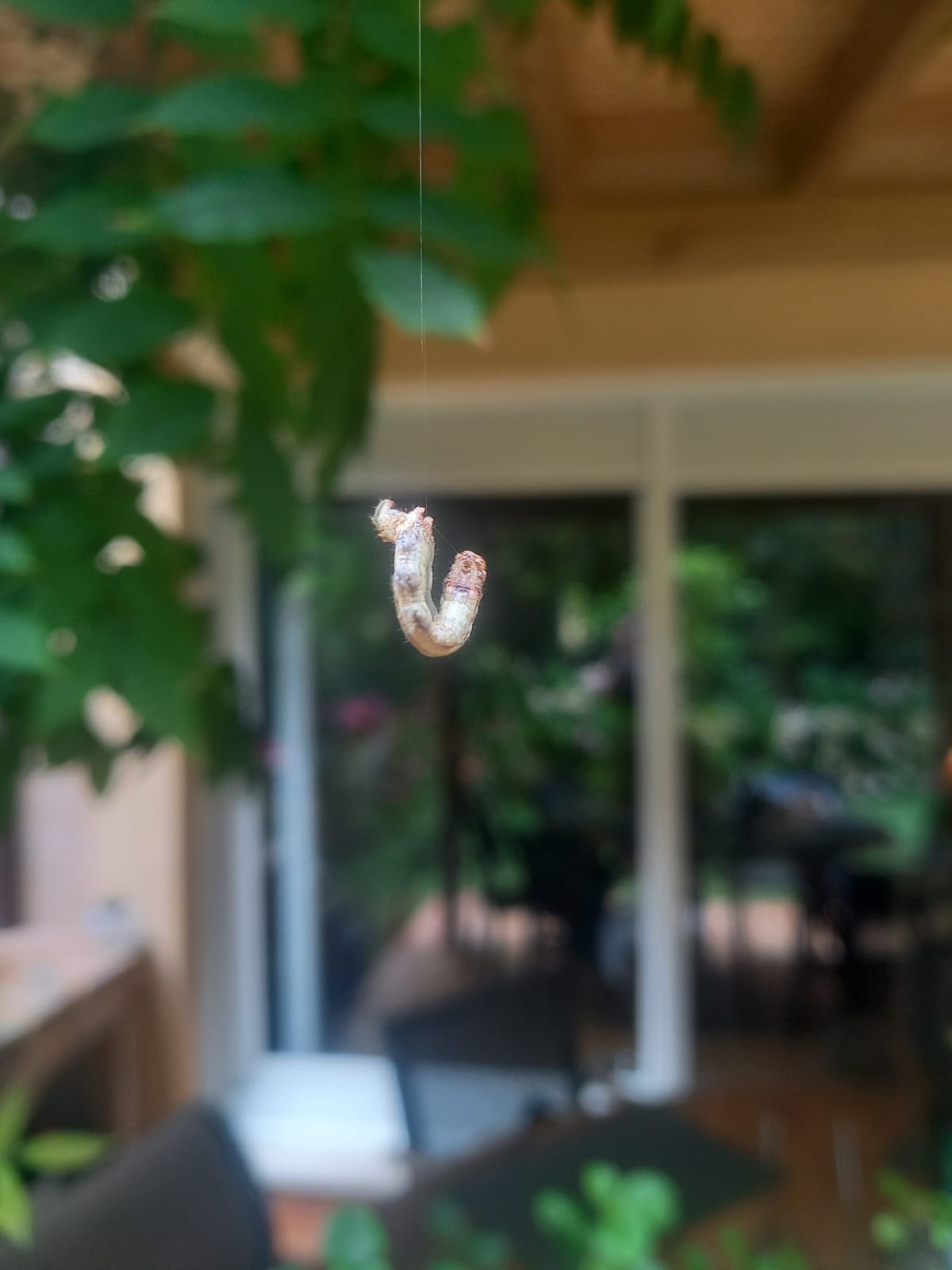 The Curious Worm in the Garden