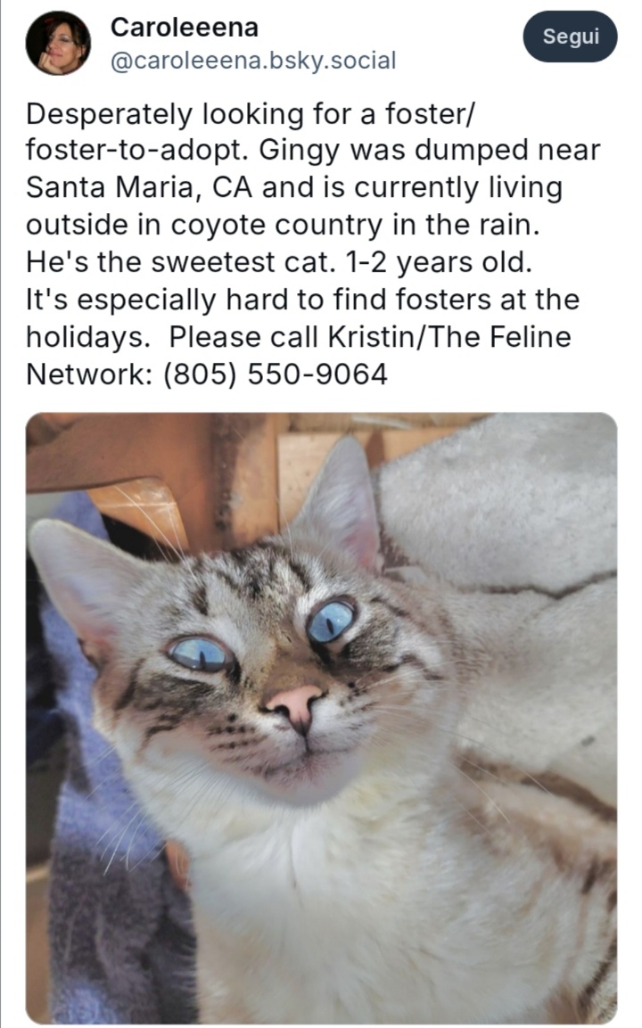 Can We Find a Loving Home for Gingy?