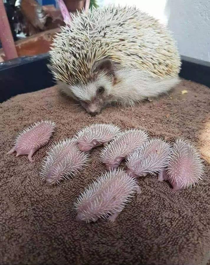 A Mother Hedgehog and Her Adorable Newborn Babies