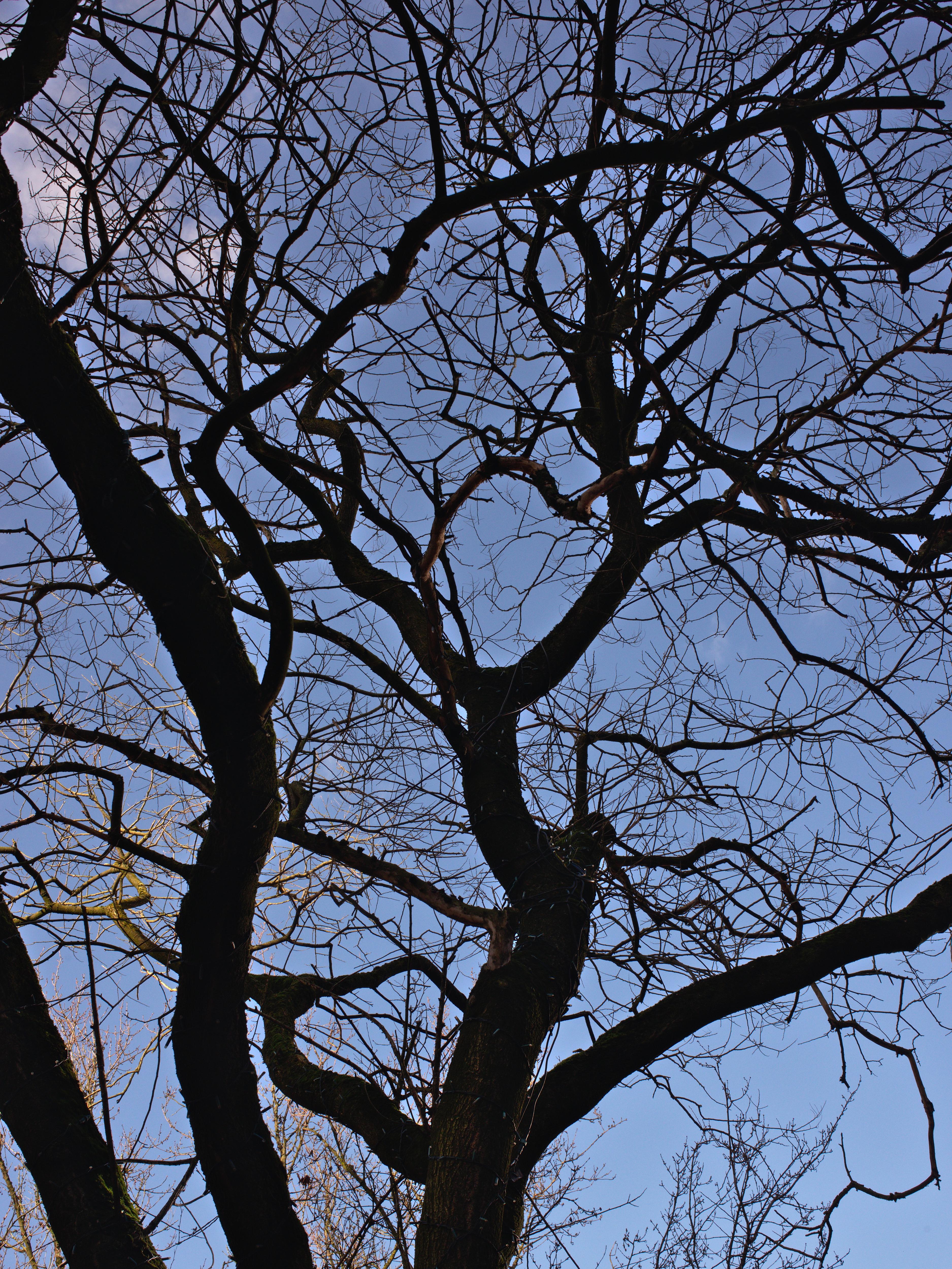 Majestic Tree Silhouetted Against the Sky