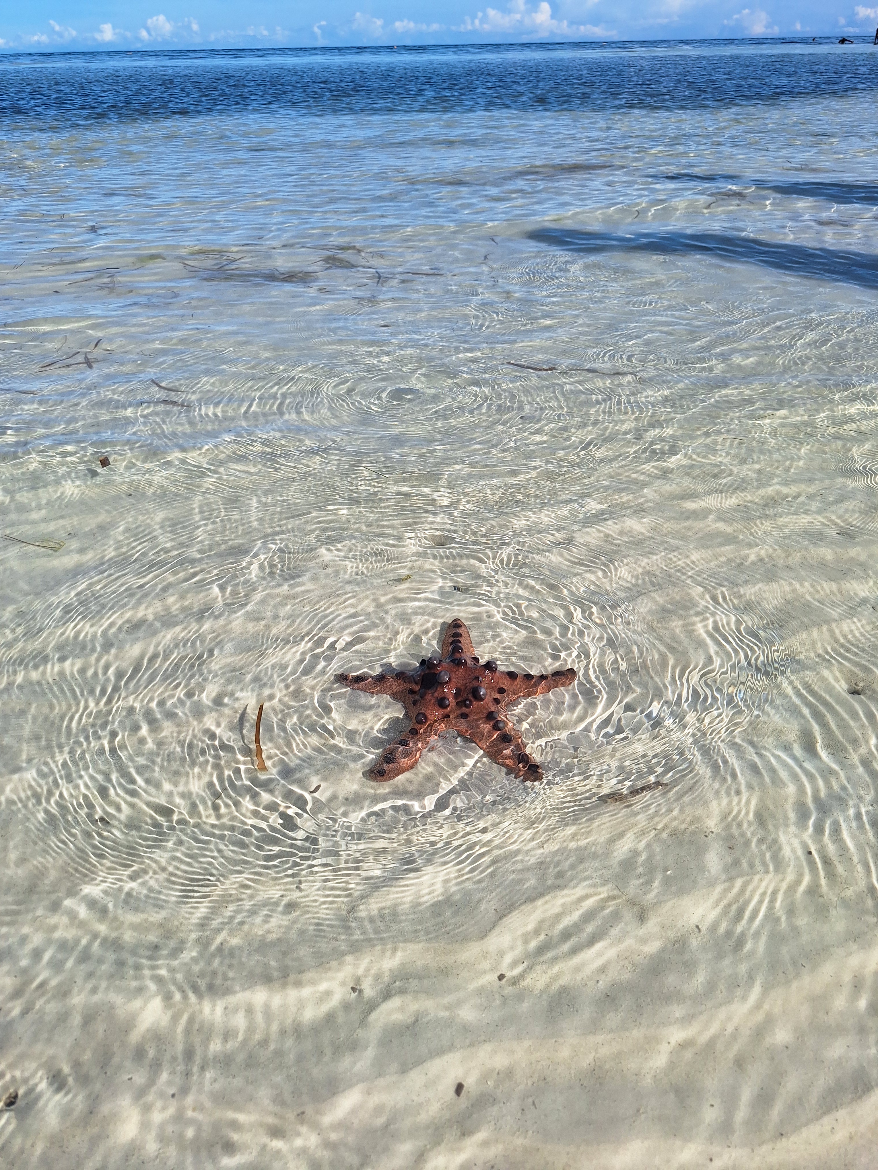 Discovering Nature's Wonders: I Found a Starfish!