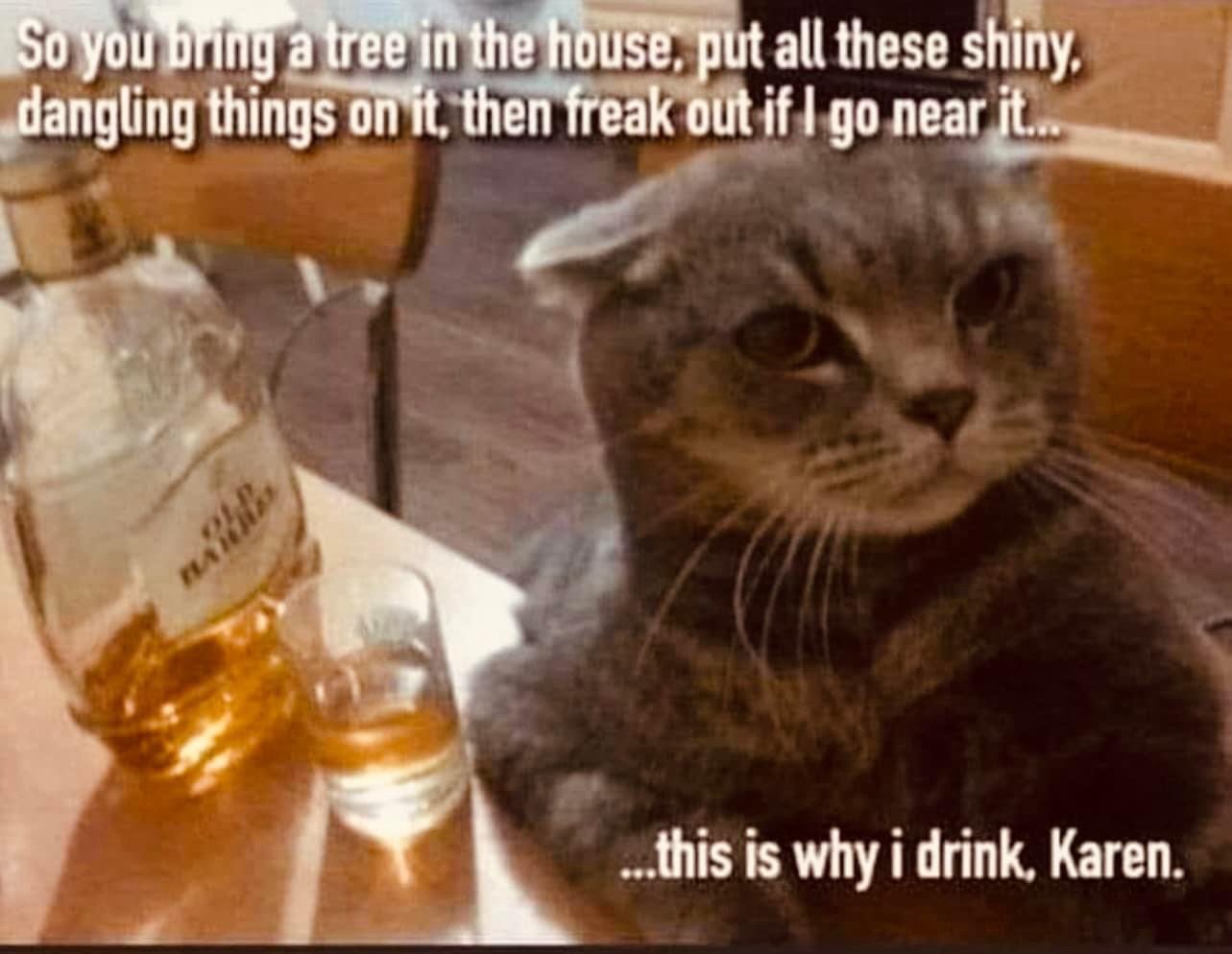 The Struggles of a Poor Kitty