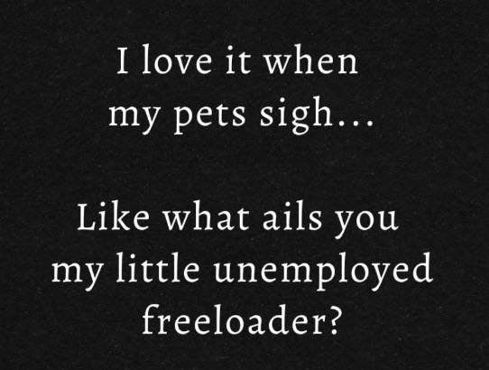 My two pets have this adorable habit