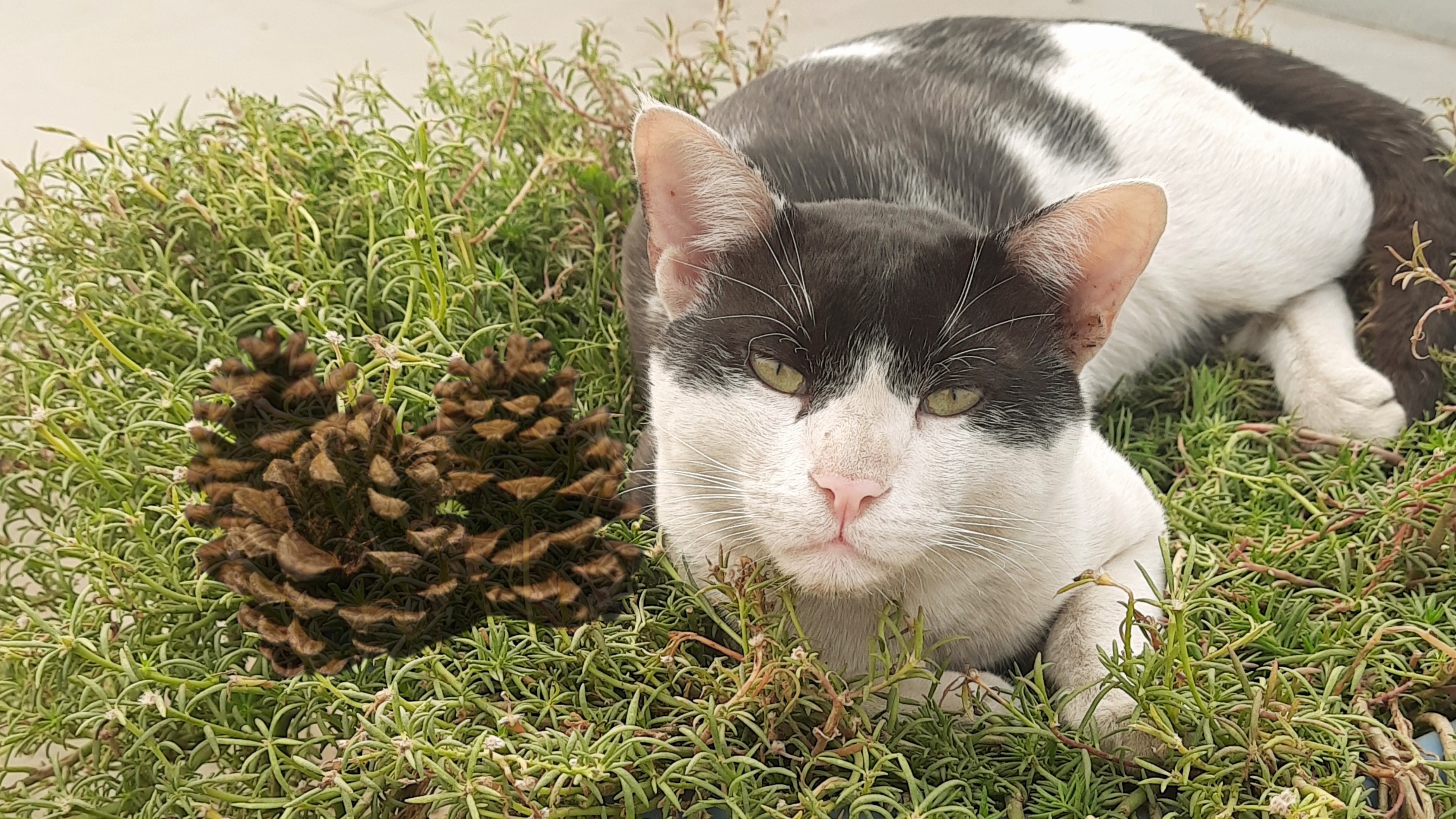 Furriosa is rallying behind Team Pinecone!