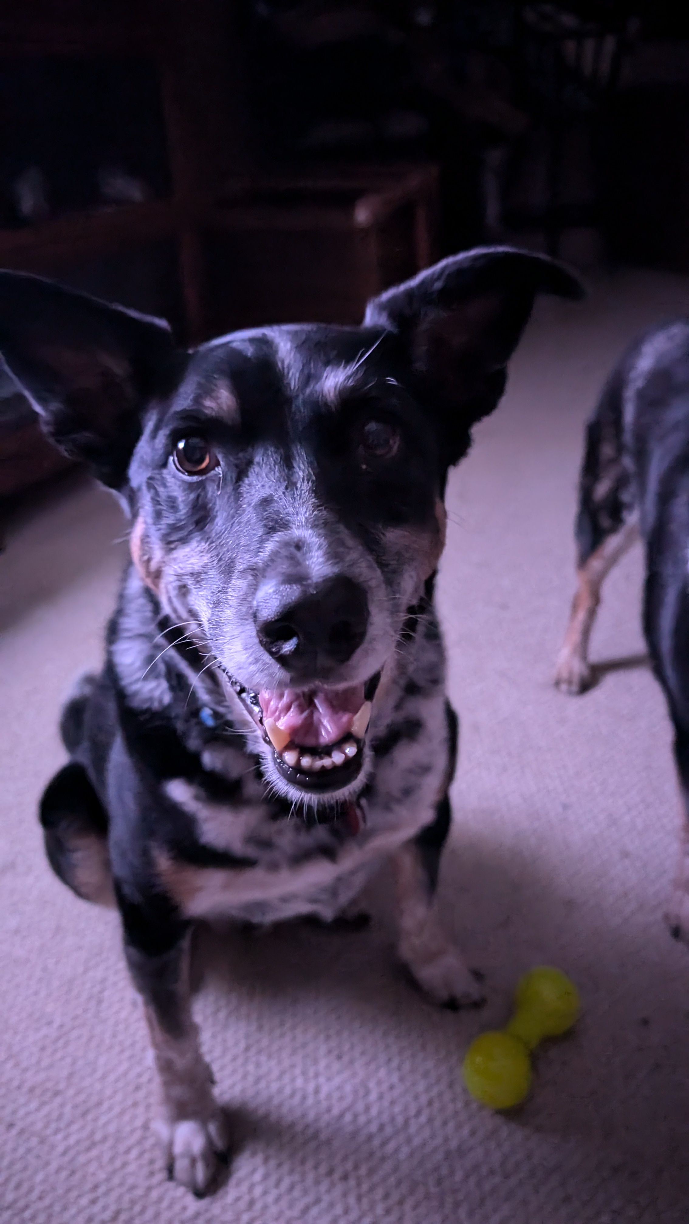 Just Some Good Boys Being Good Dogs