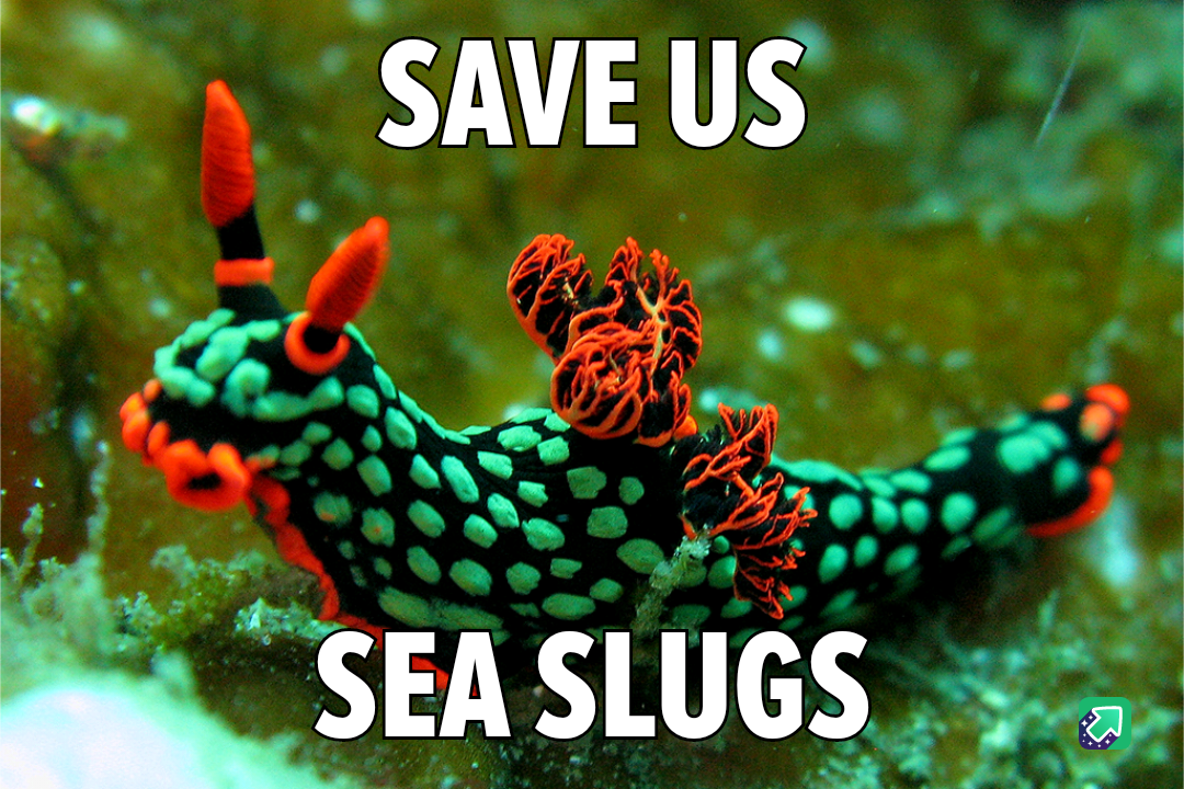 Meet the Donut Nudibranch (Doto greenamyeri)