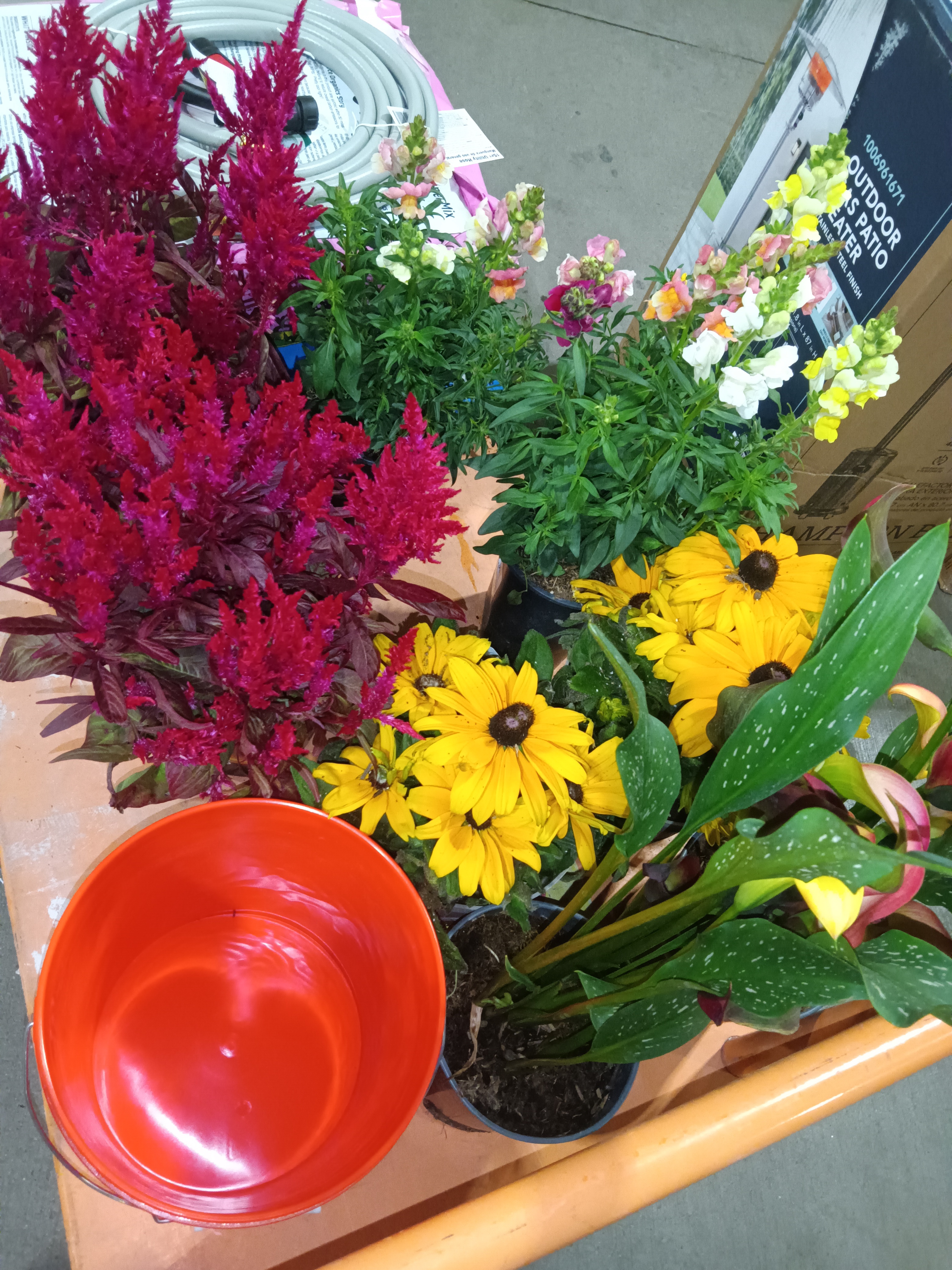 My Child Dragged Me to Home Depot for 'Just One' Plant