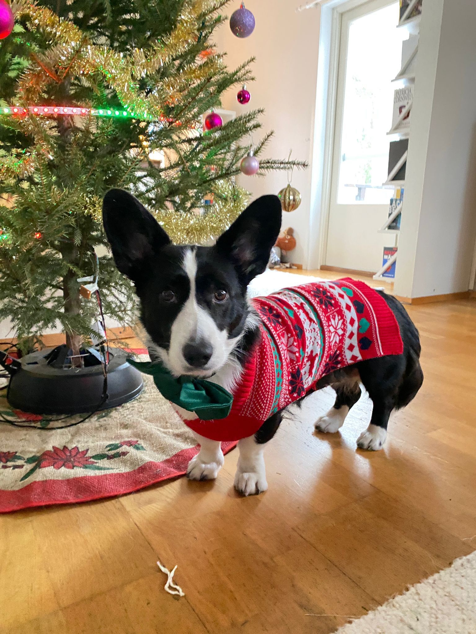 Adorable Christmas Corgi Alert!