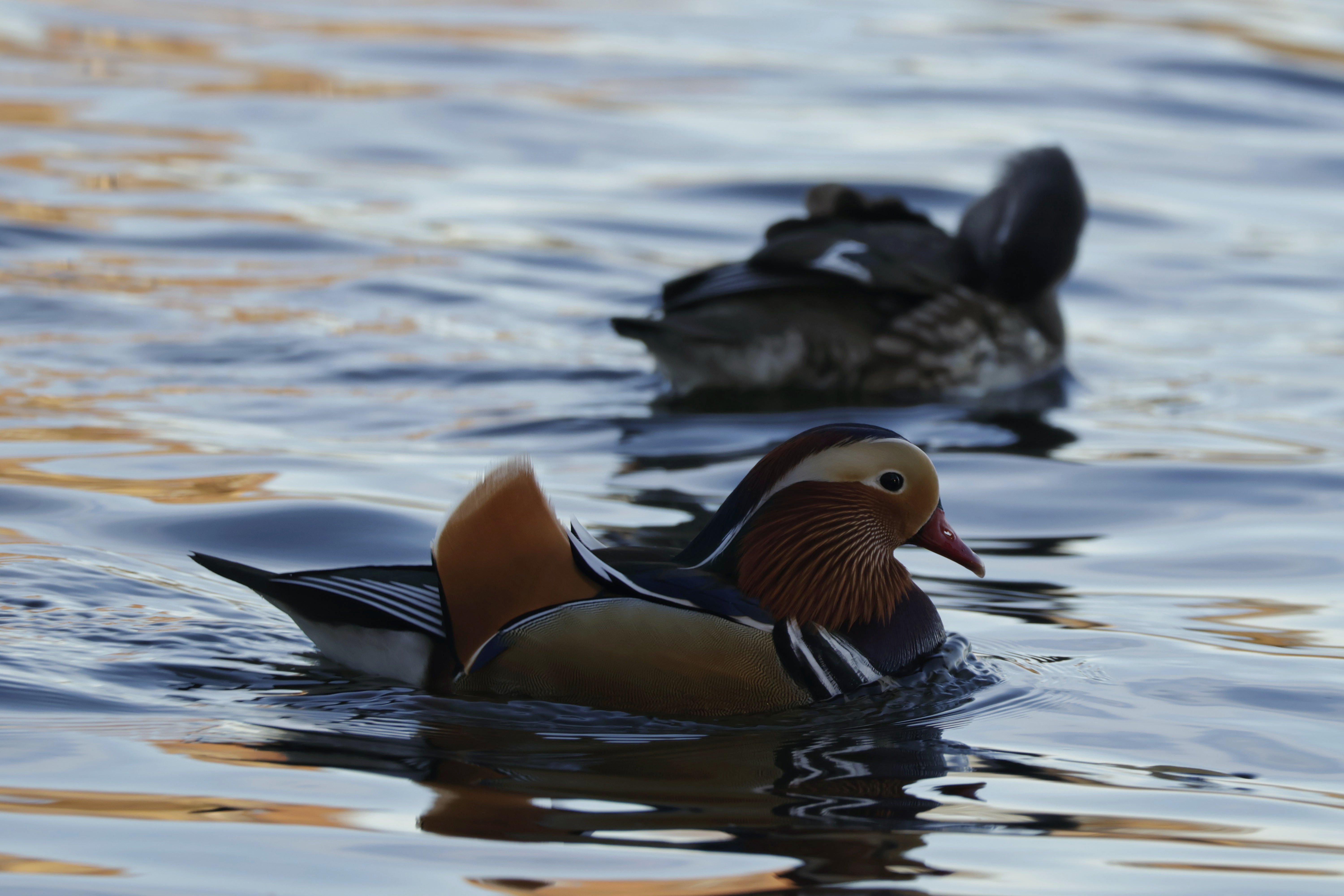 Nature's Daily Delight #5: Not Just Mandarins, But Mandarin Ducks!
