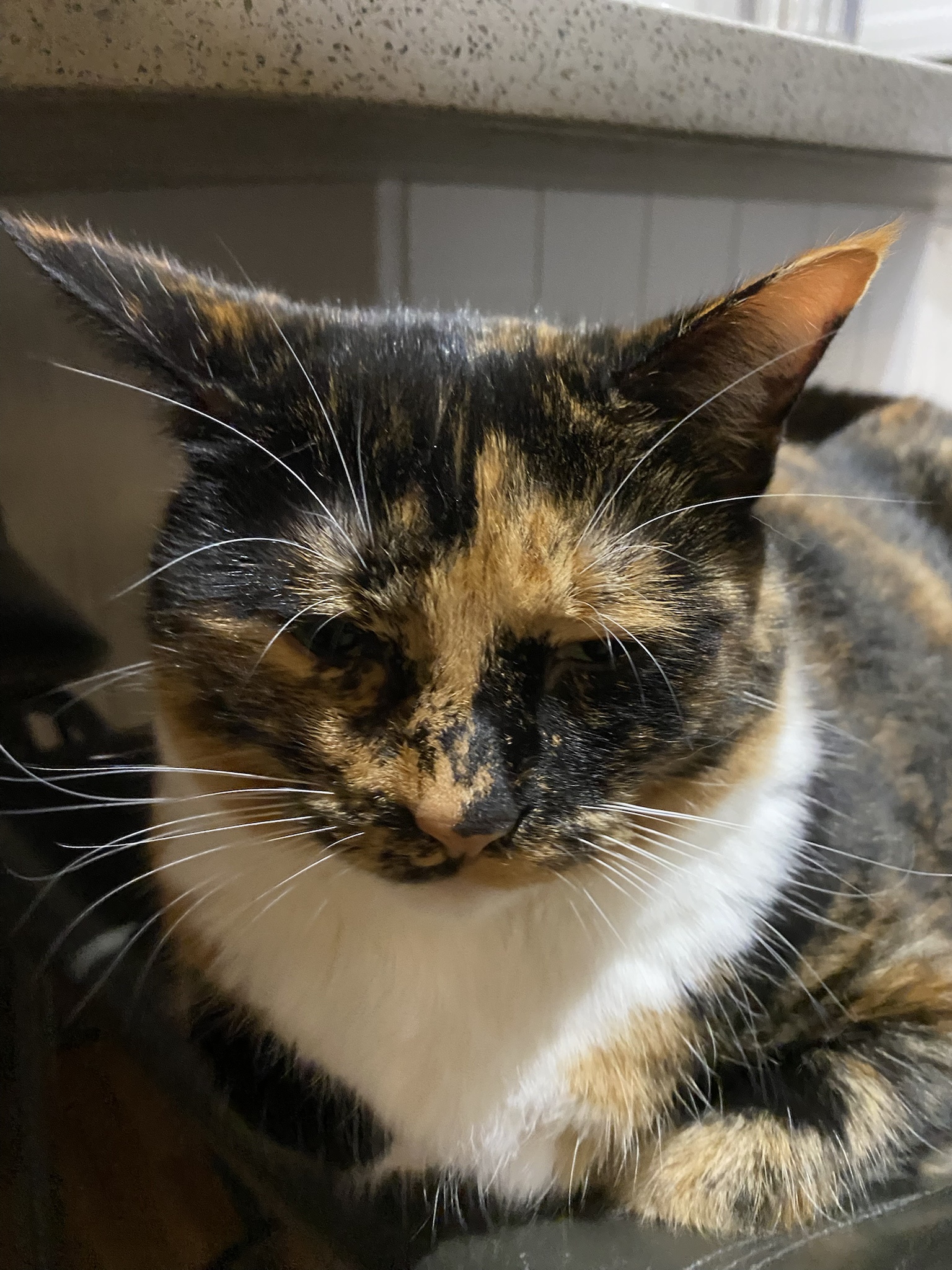 Crumble's Daily Delight: A New Picture to Brighten Your Day