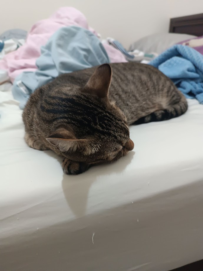 Adorable feline antics