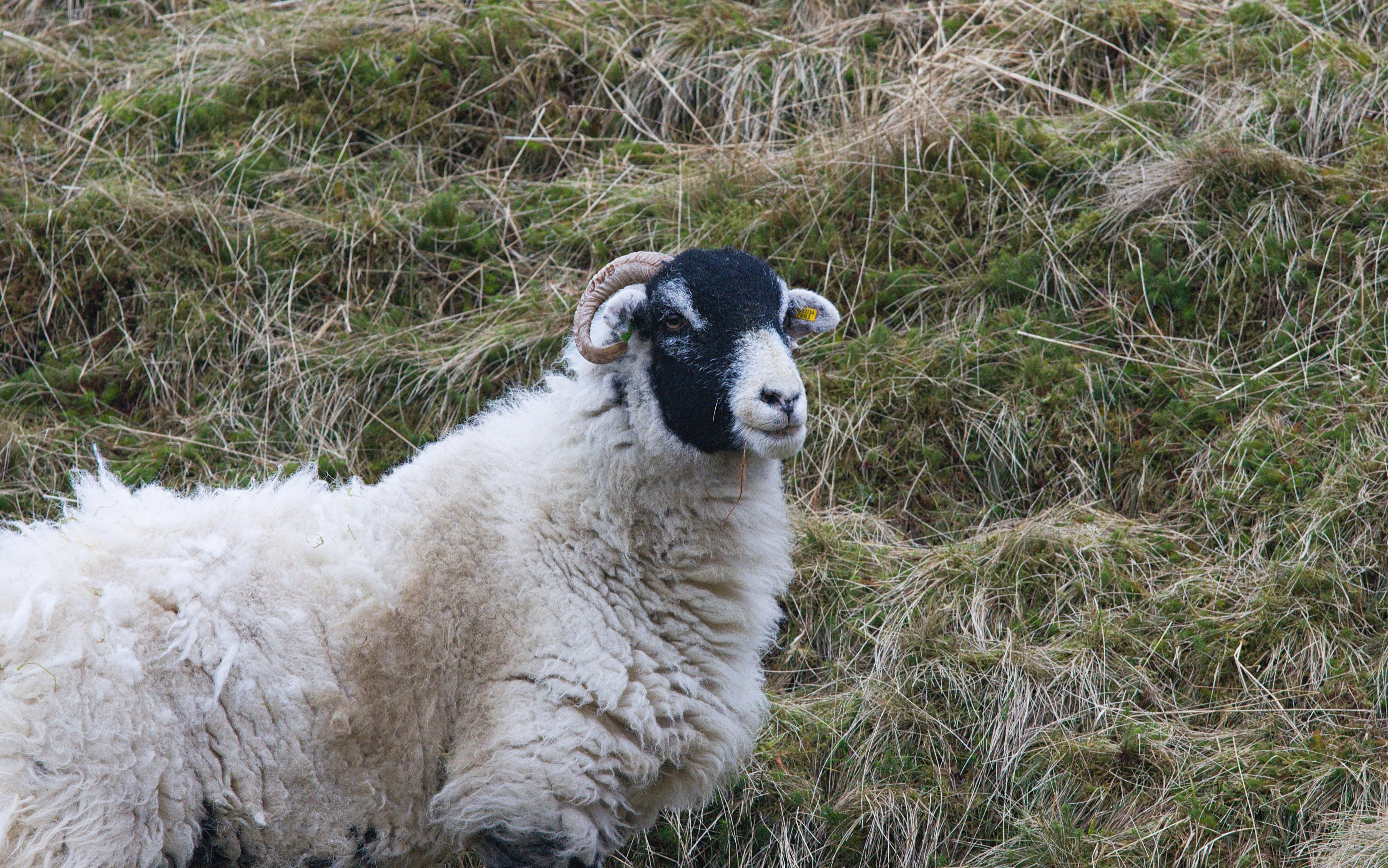 Charming Countryside Sheep: A Photo Collection