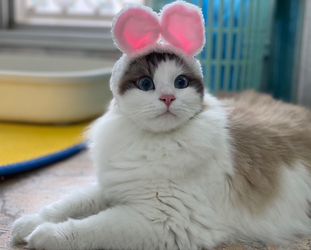 Is the Cat Satisfied with Its Masterpiece?