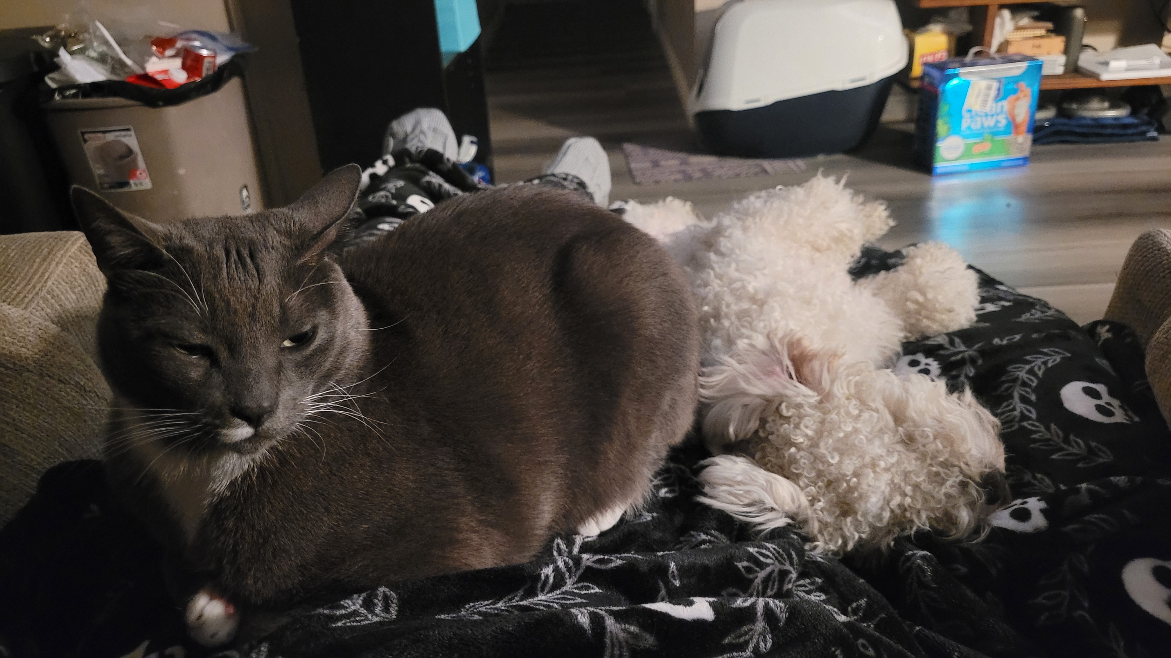 Celebrating 16 Years of Imgur with a Rare Snapshot of My Pets Snuggling