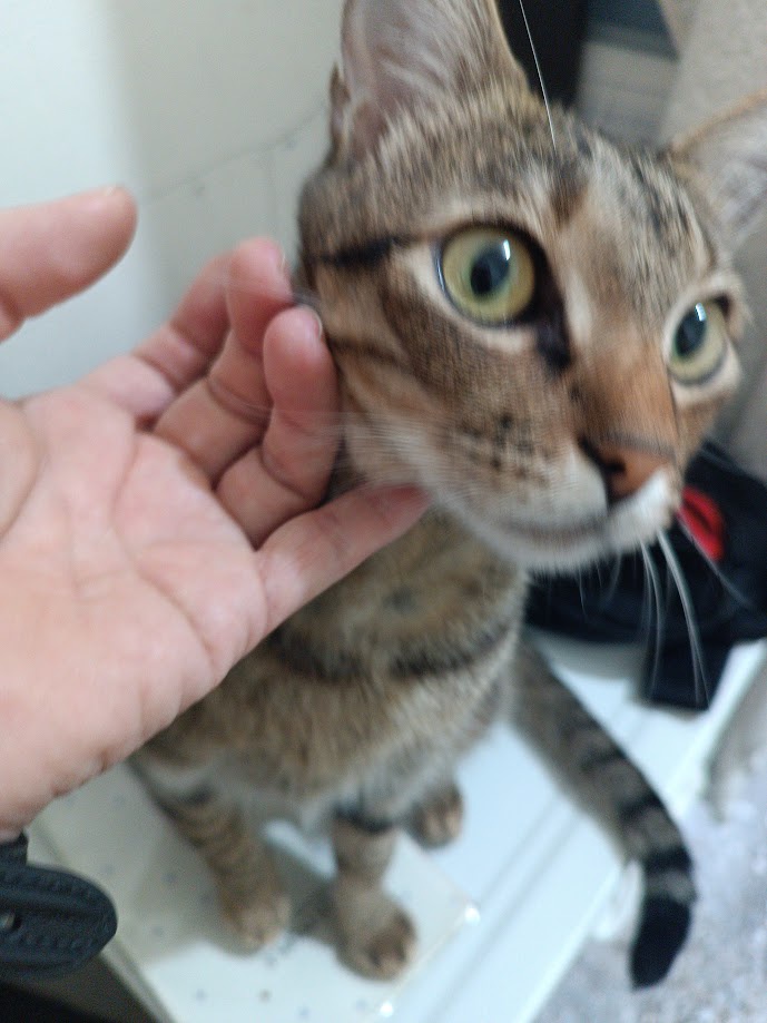 More Cat Moments: The Feline Life