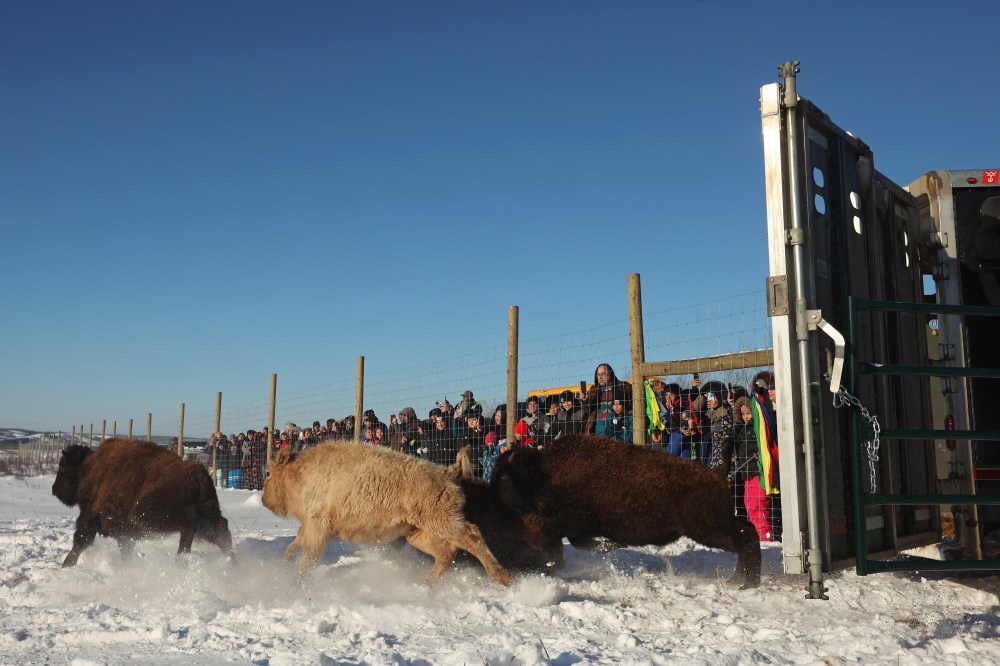 The Enigmatic White Bison: Nature's Wonder