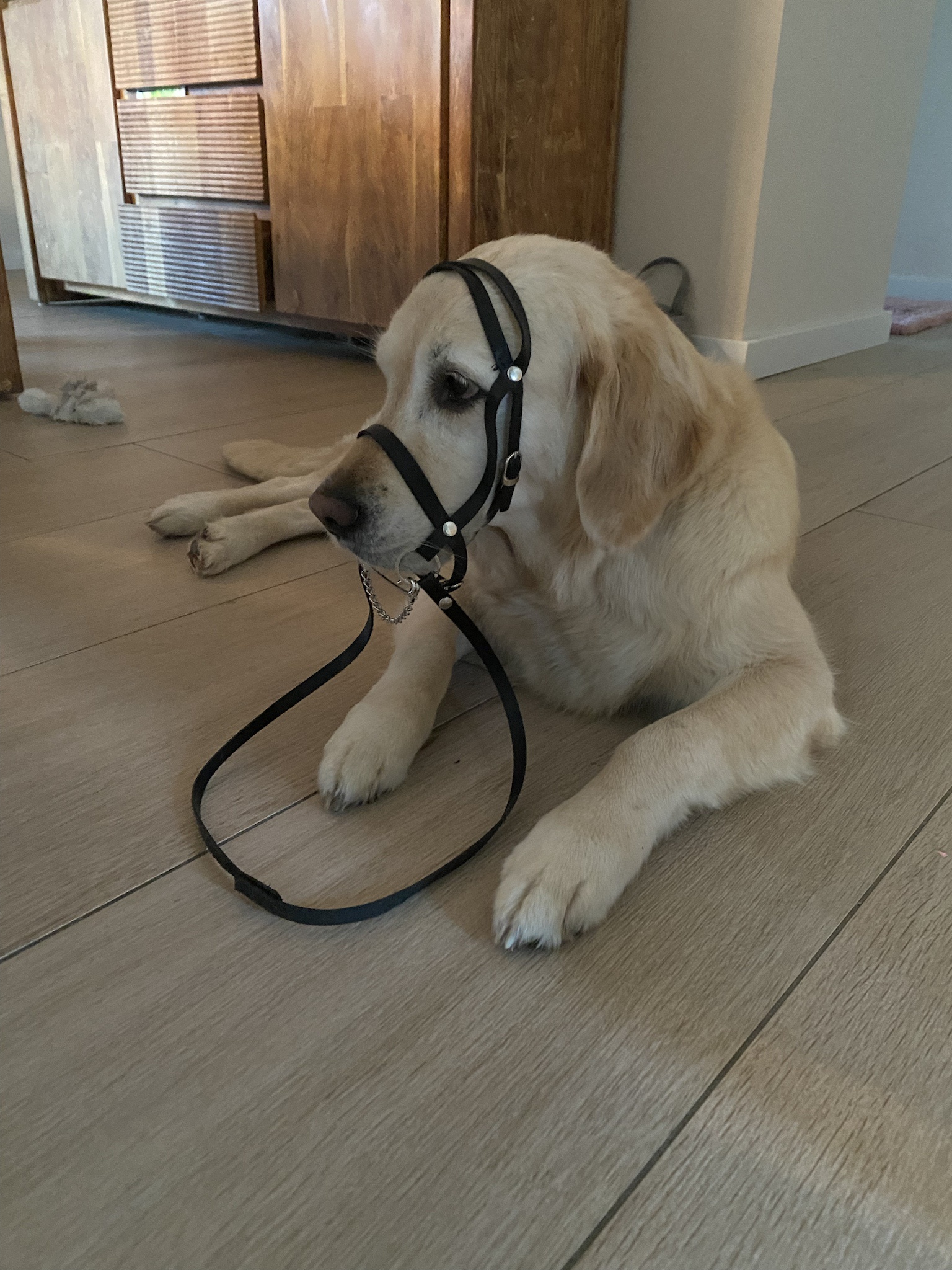 My dog has discovered a new passion and it's adorable!