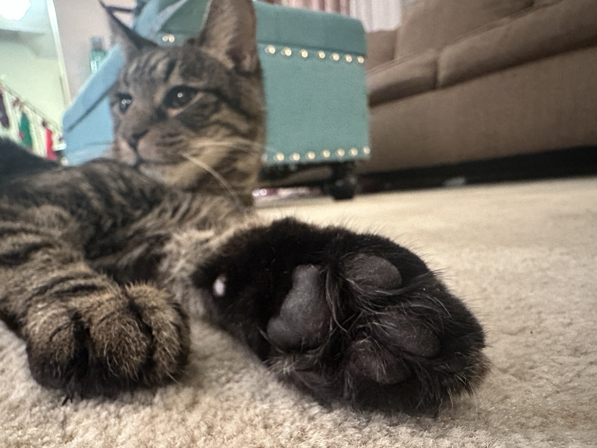 Just... beans.