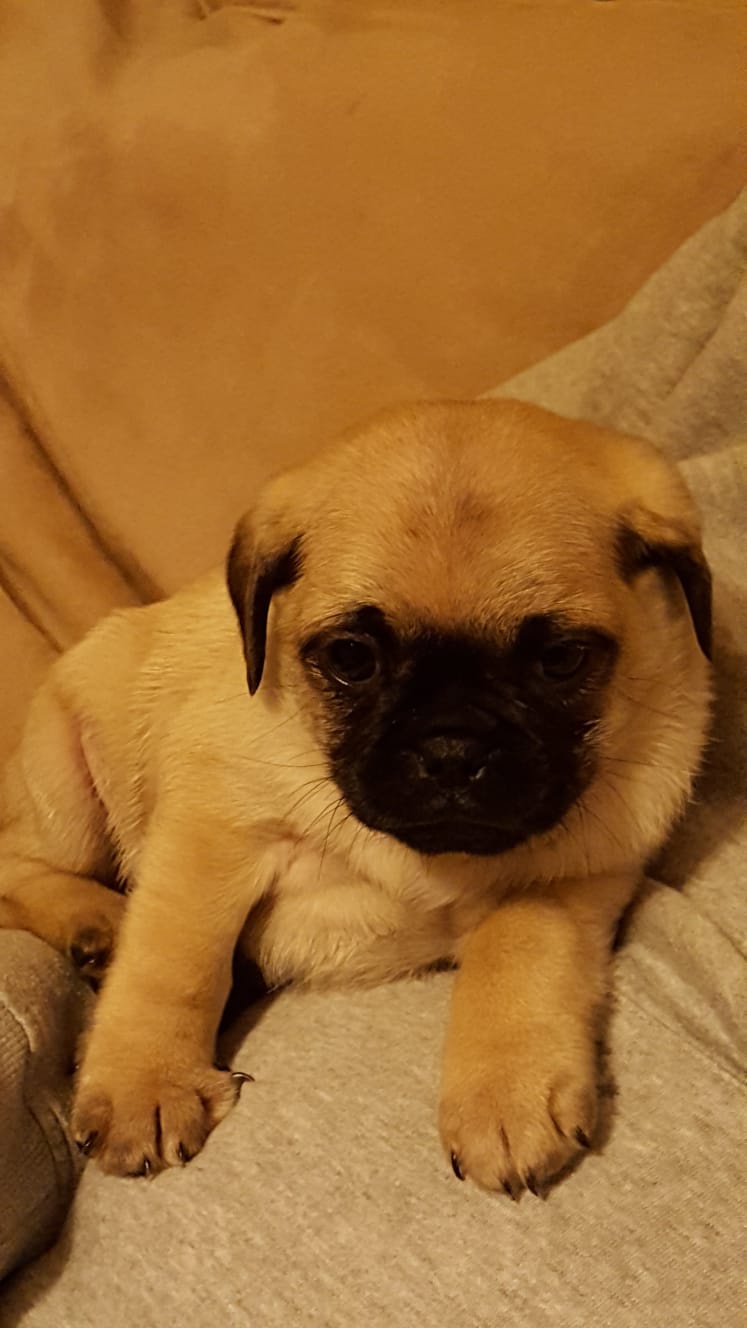 Adorable BK Puppy and His Older Companion