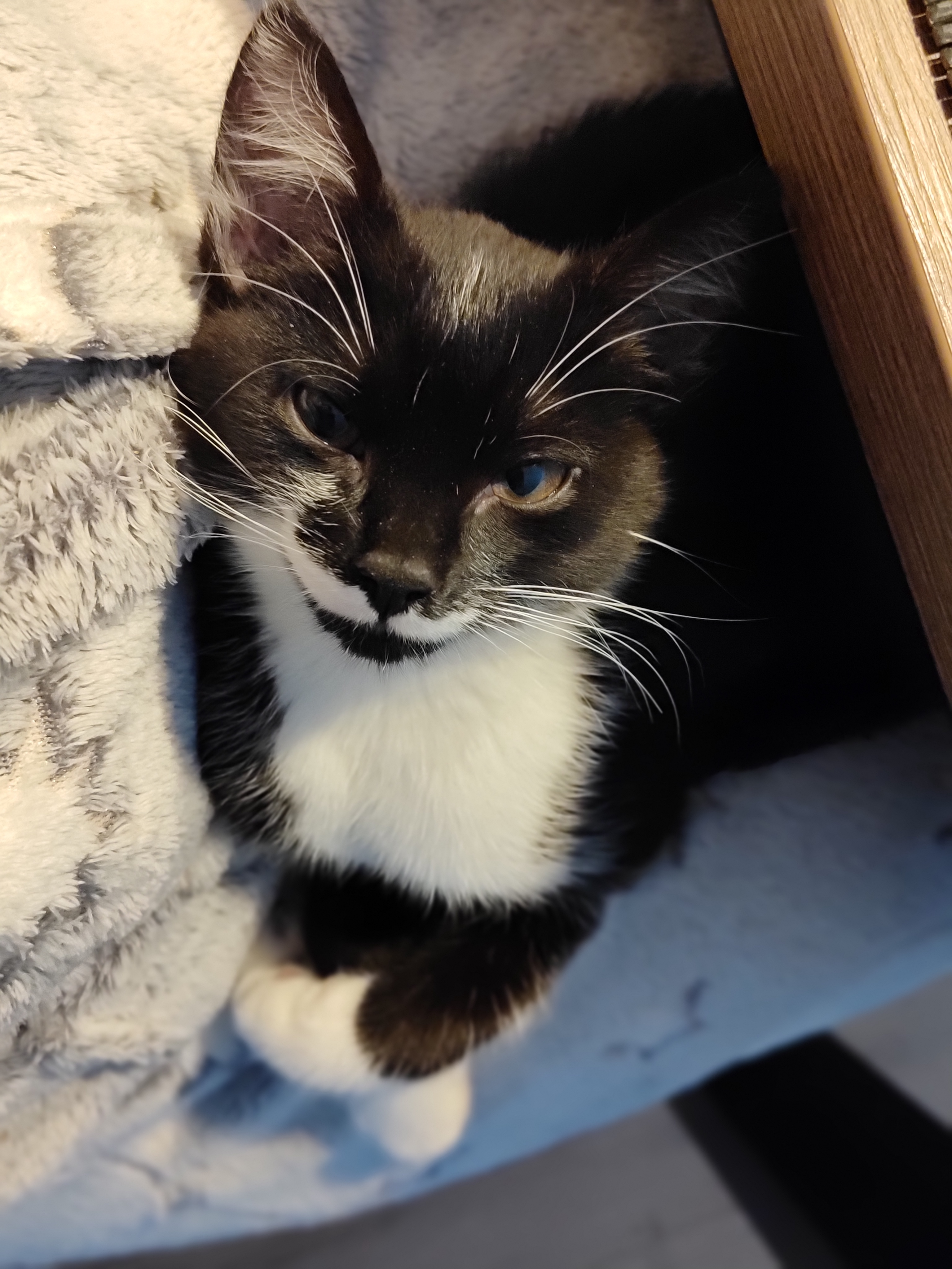 The Dapper Little Gentleman