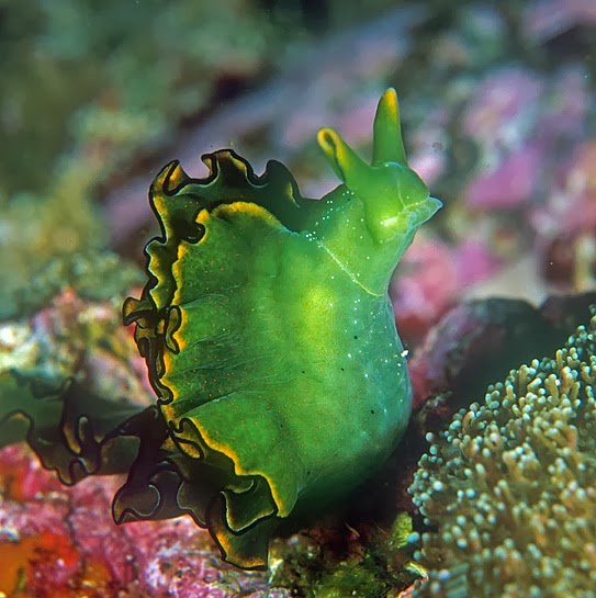 Let's Celebrate the Sea Slugs Today!
