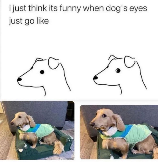 That Look Your Dog Gives When They Want Something