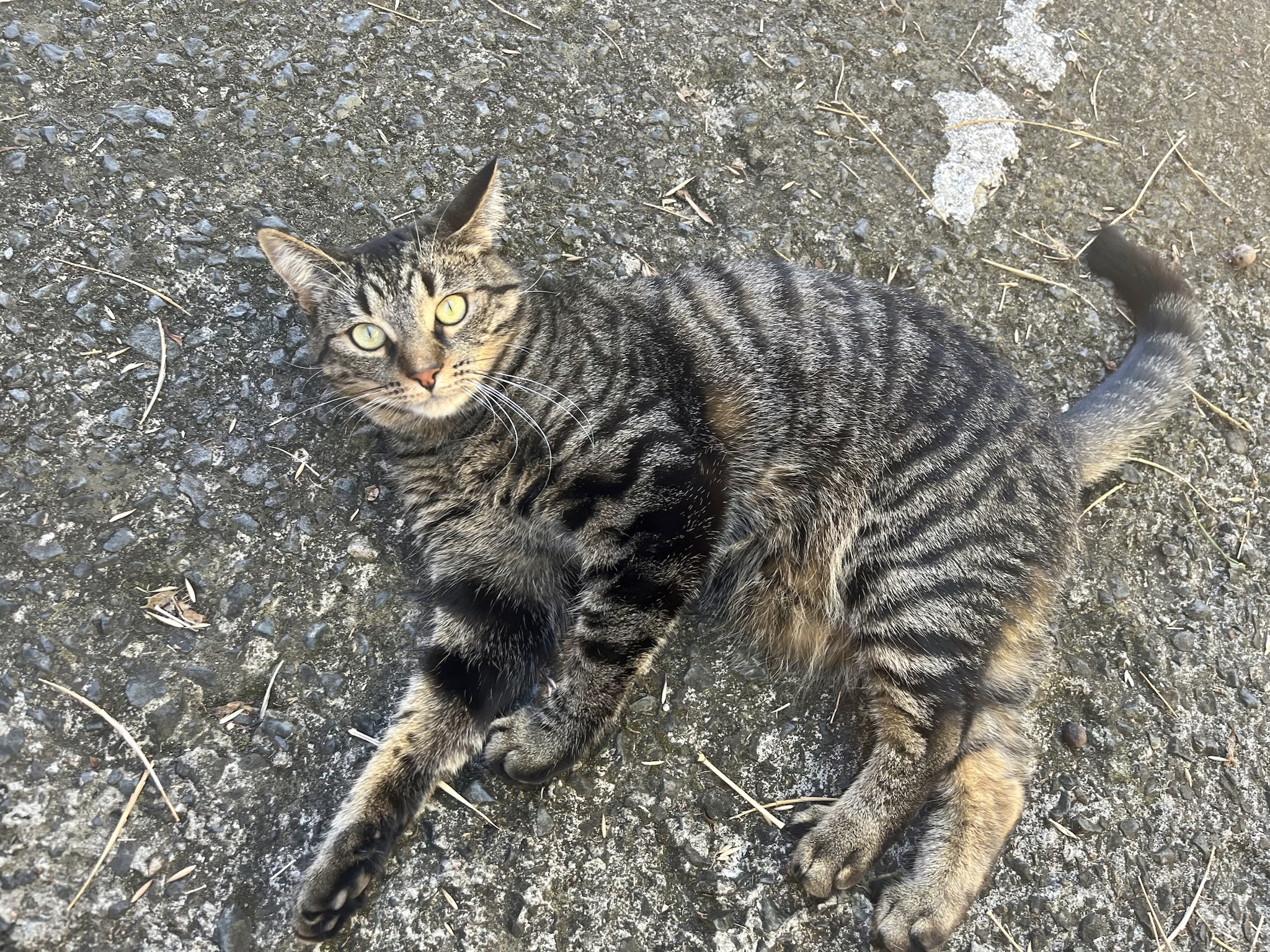 Camo-Caturday: Feline Stealth Mode Activated!