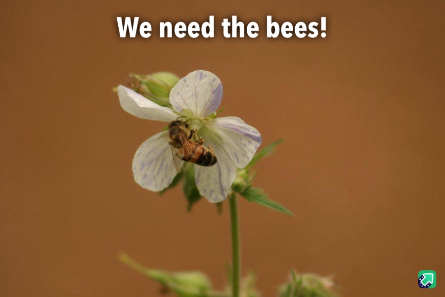 The Importance of Bees for Our Ecosystem