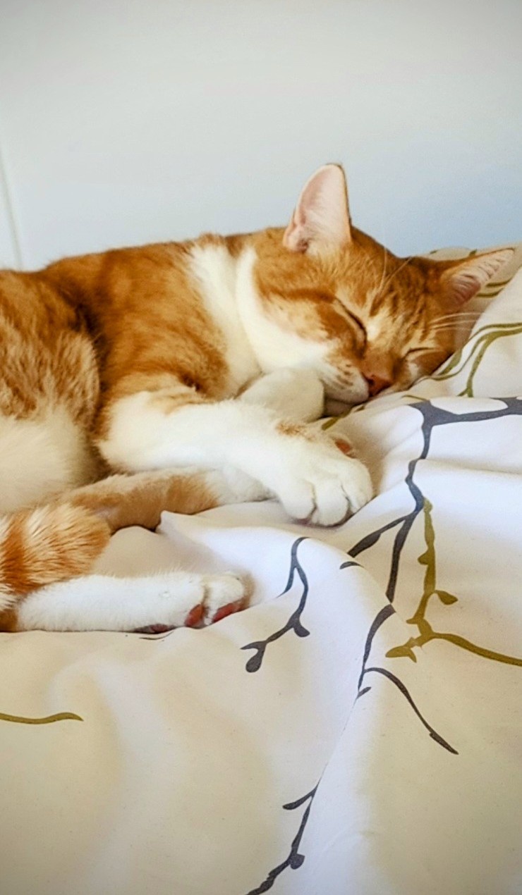 Perpetually in Dreamland