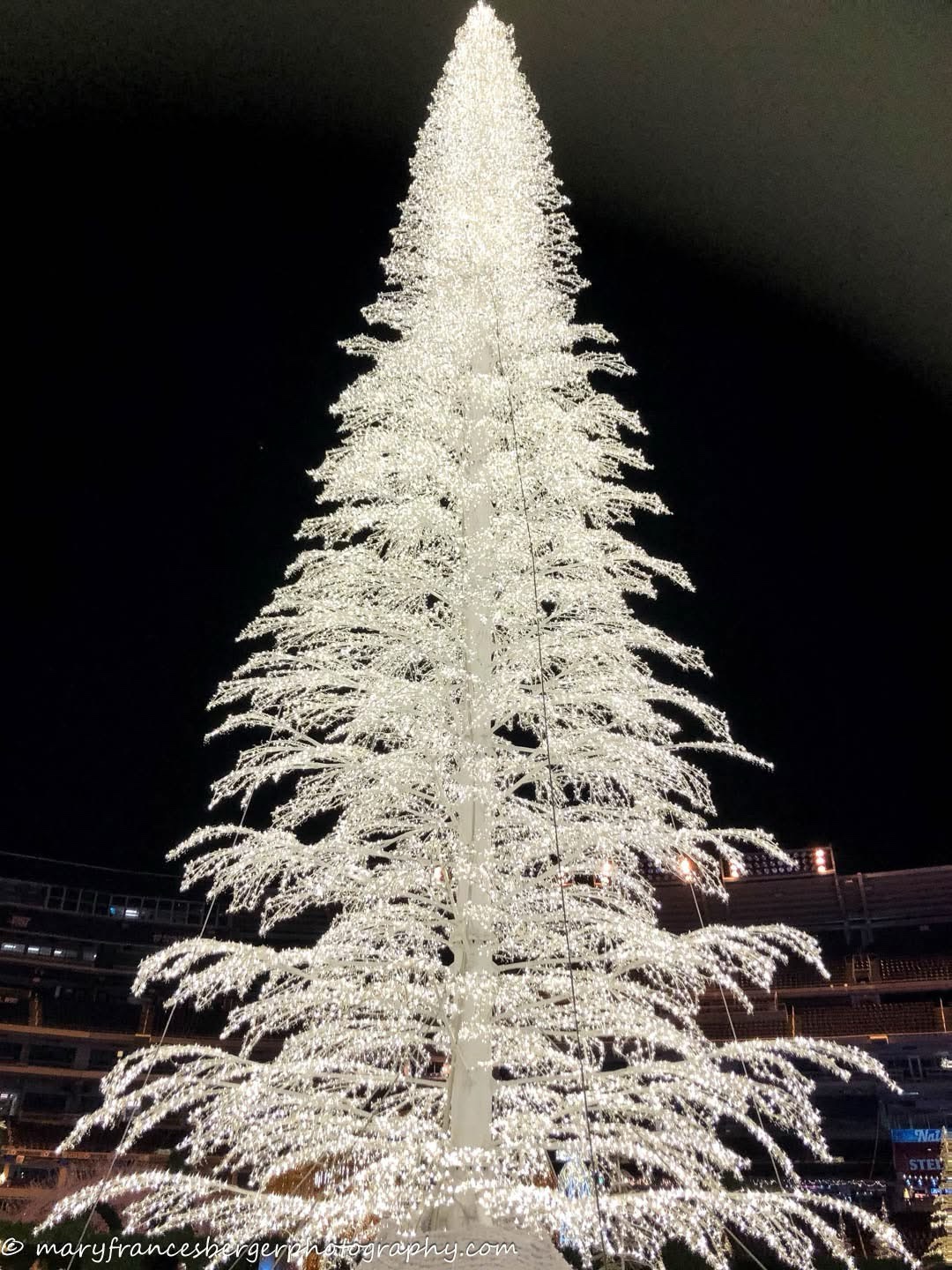 The Ultimate Christmas Tree Experience