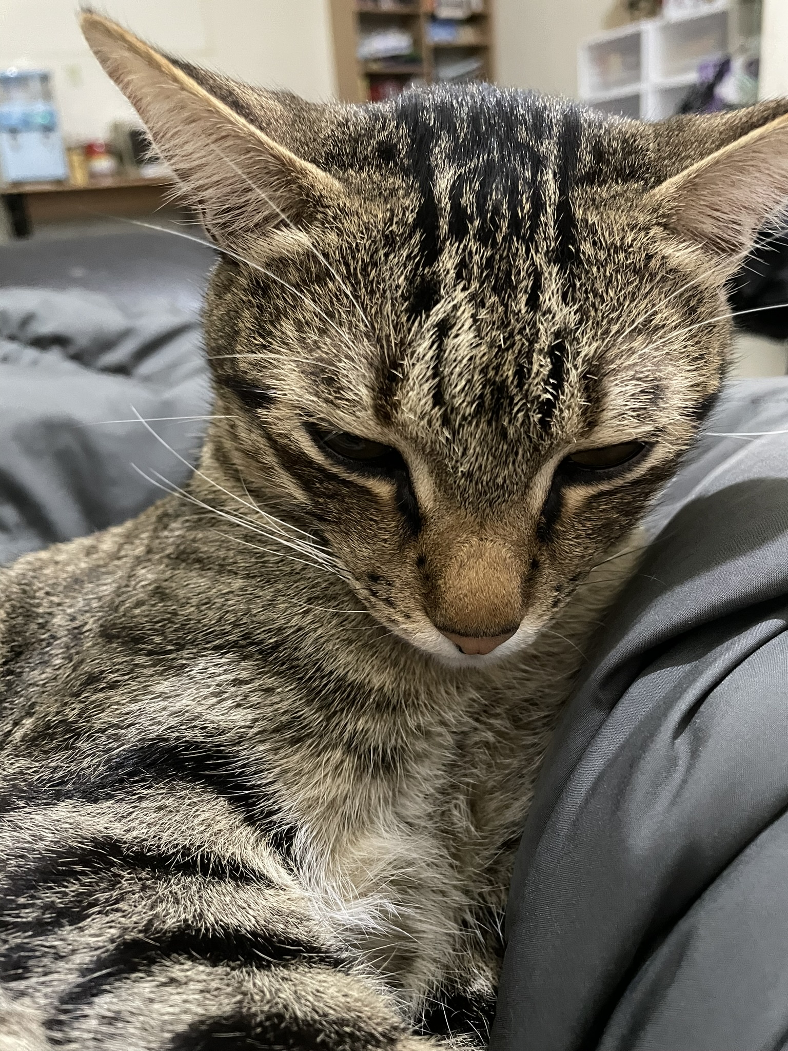 Just Your Average Cat Being Cute