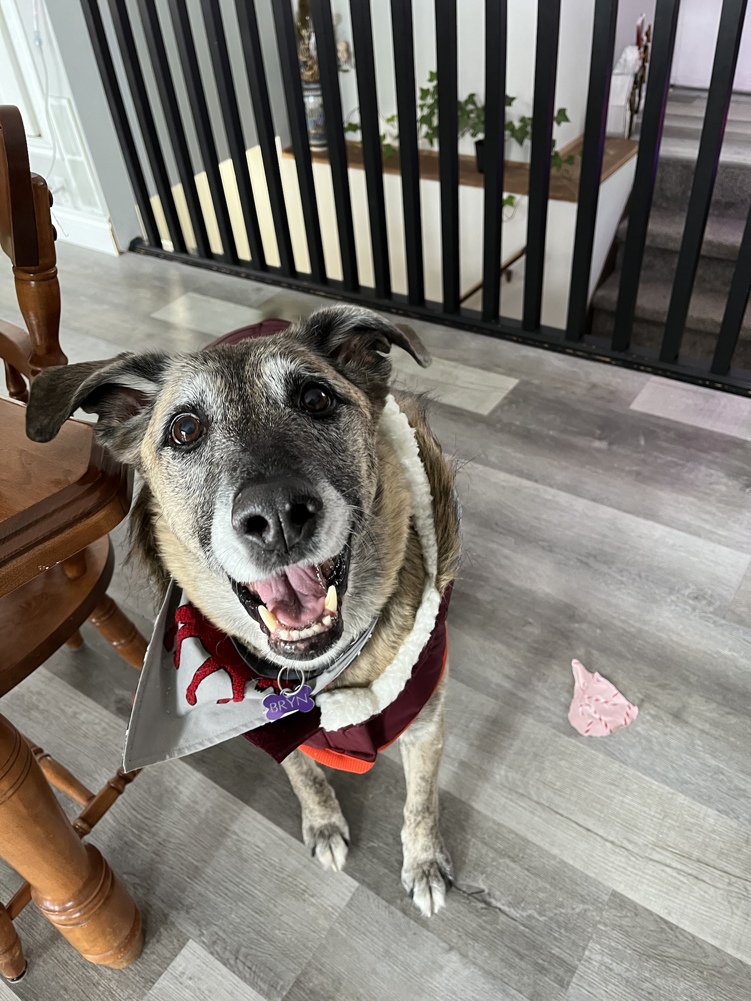 Celebrating the Season with Our Adorable Christmas Dog!