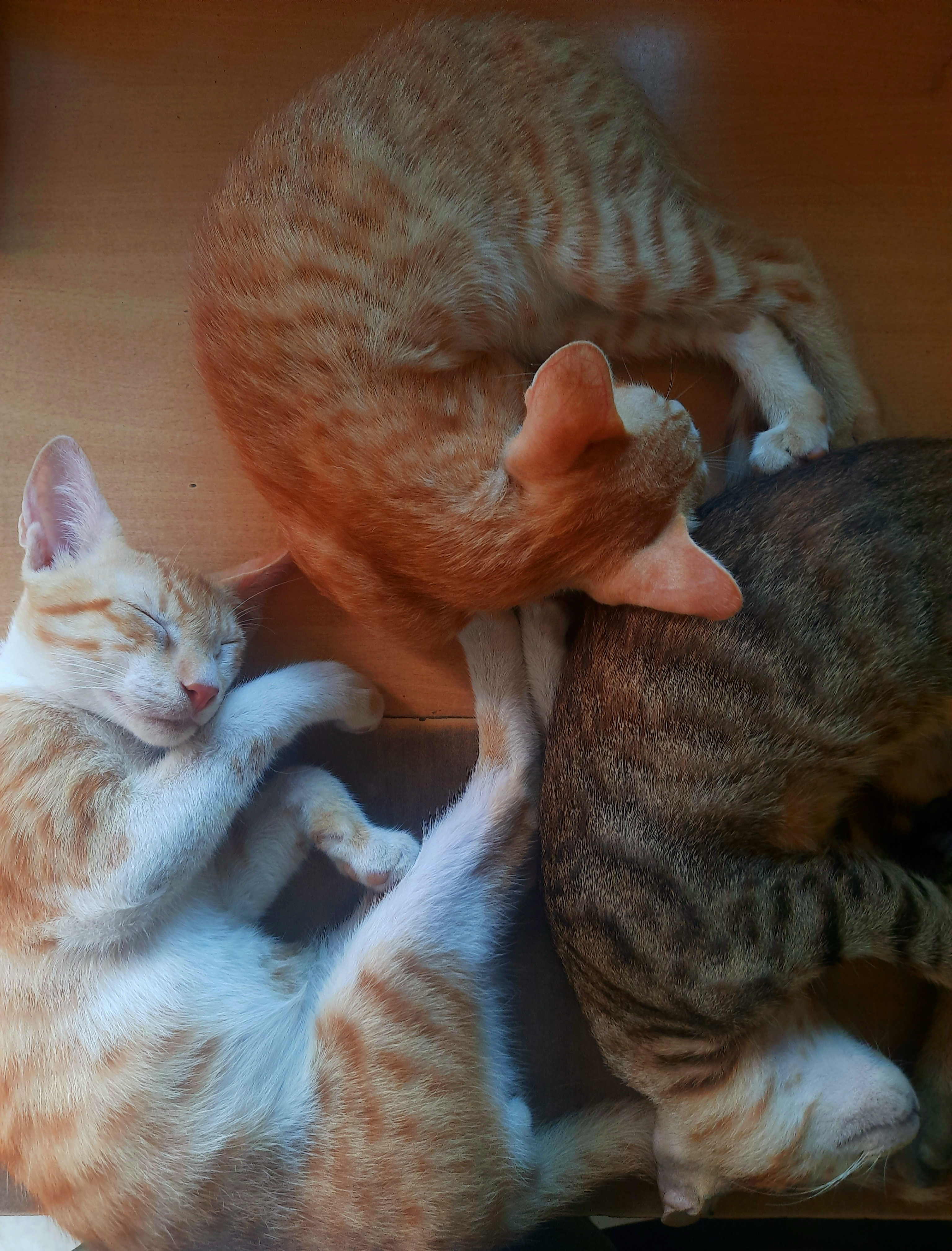 Three Cozy Cats All Snuggled Up