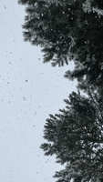 Enjoying the Nostalgic VHS Quality of Falling Snow
