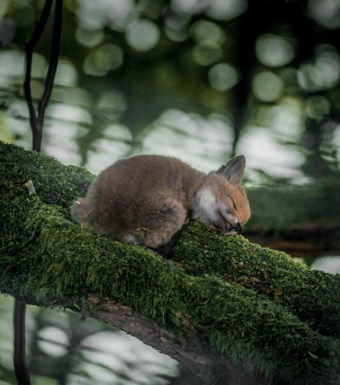 Just a Sleeping Fox: That's All You Need to Know