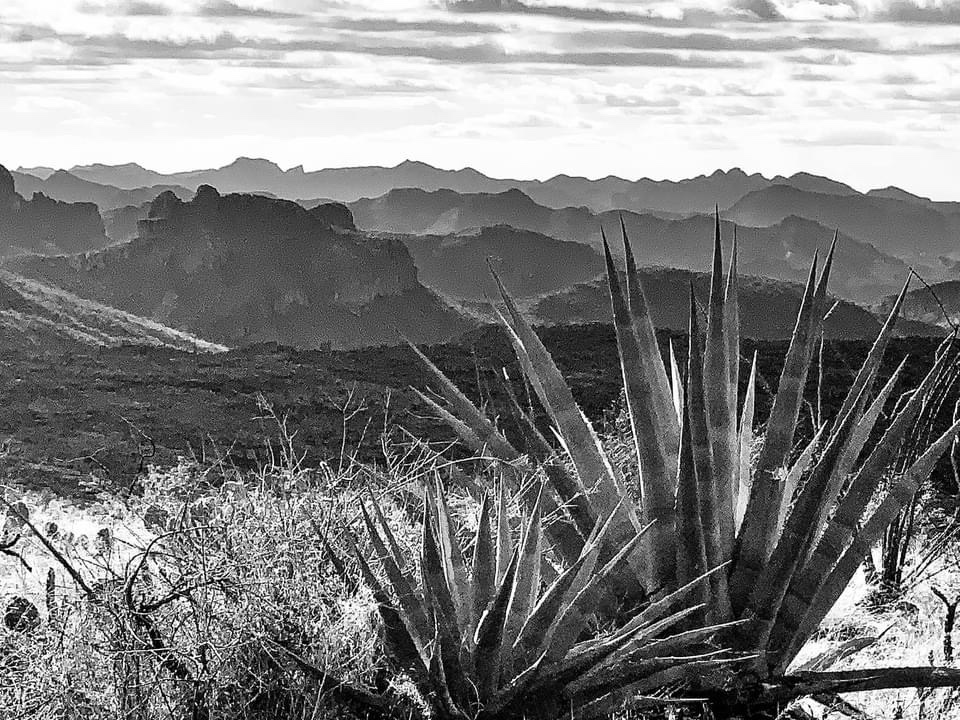 A Glimpse into The Wild West