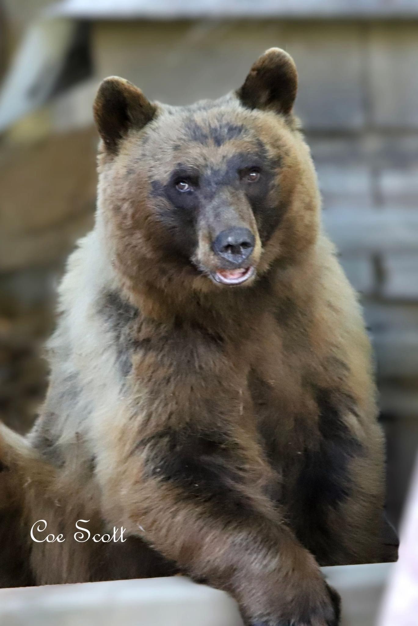 The Majestic Bear: Nature's Powerhouse