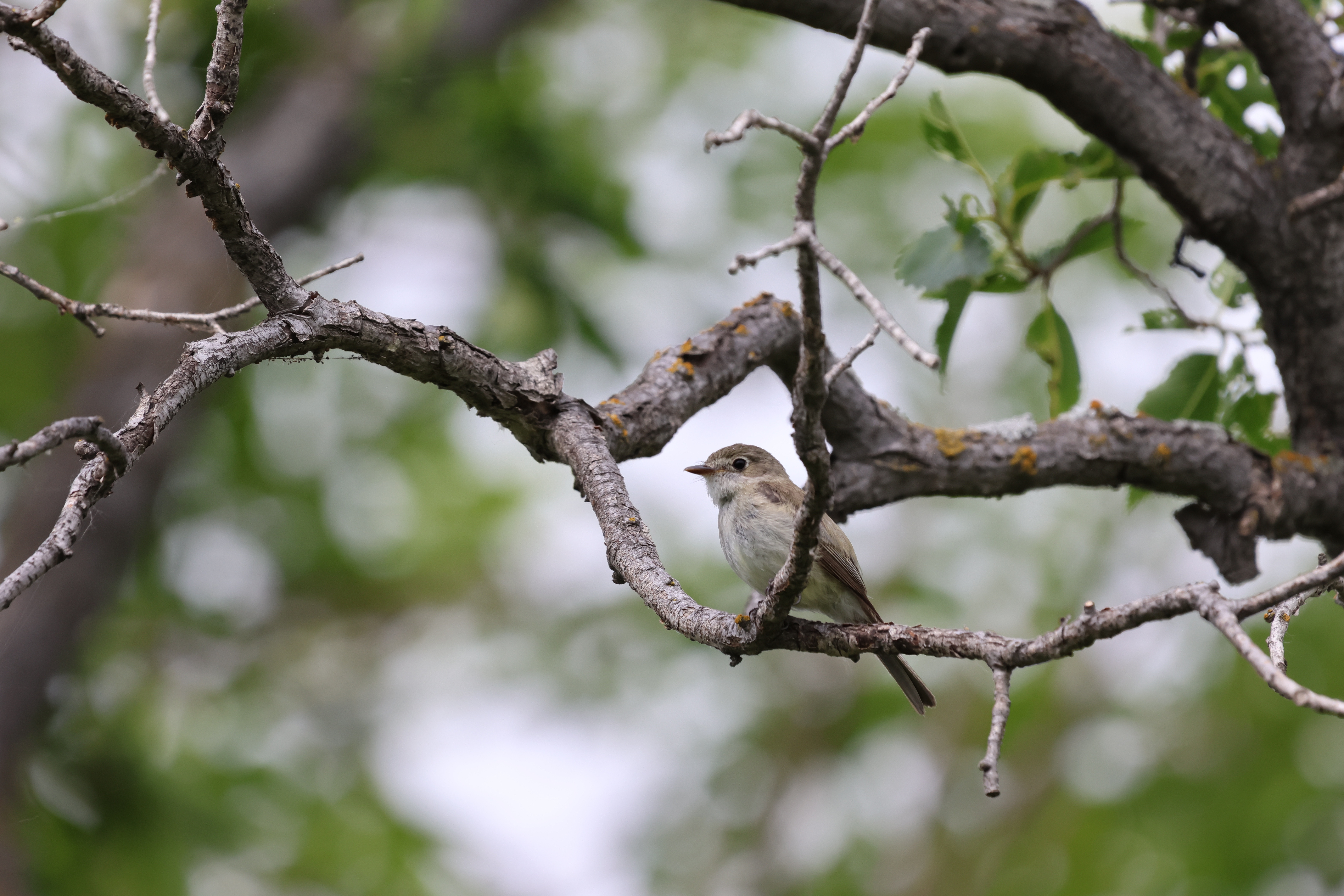 A Celebration of Birds: Nature's Feathered Wonders