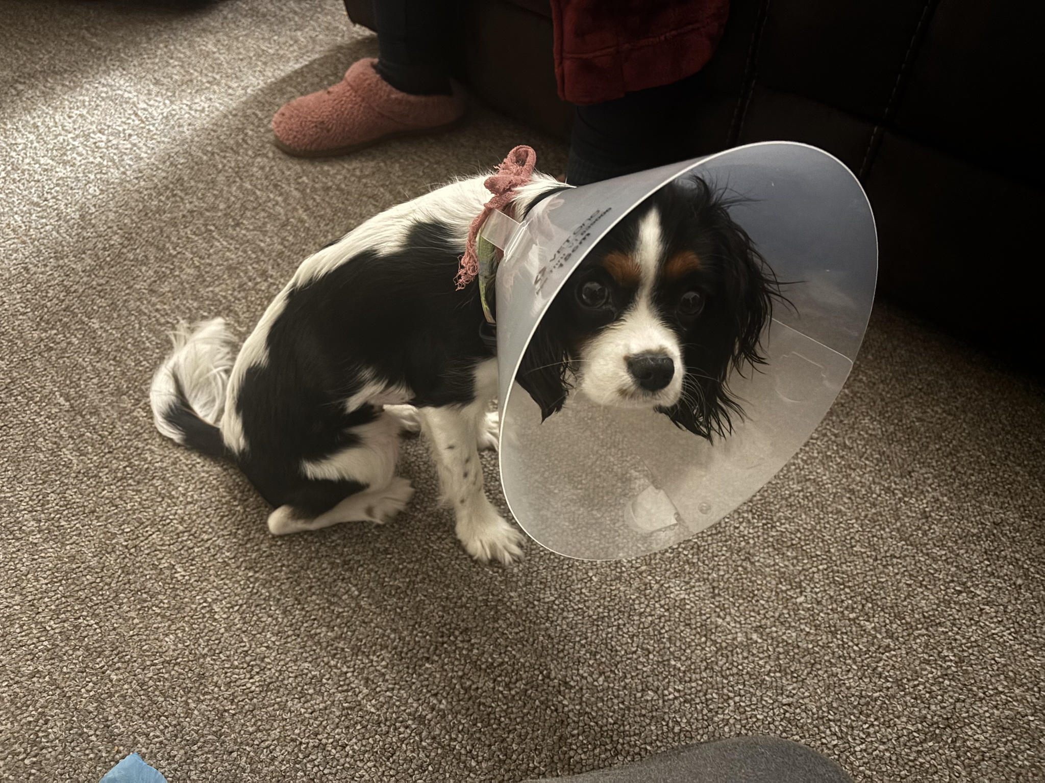 Nona Has Been Spayed!
