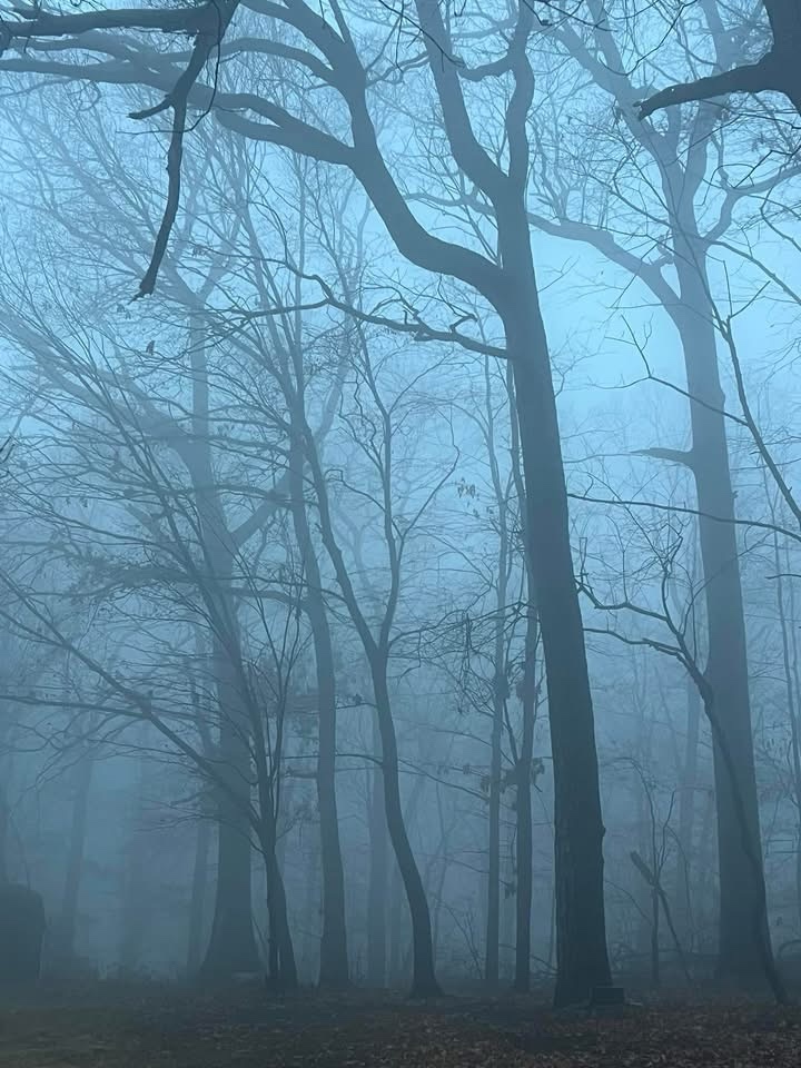 Just a simple moment in the fog.