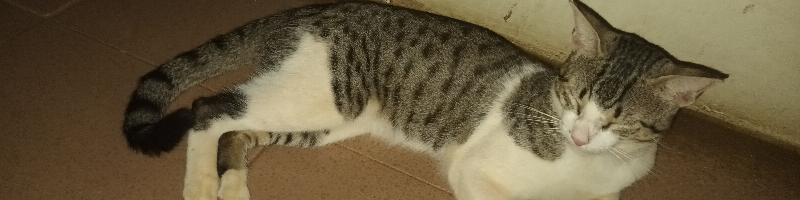 Gatico Sequel: The Adventure Continues