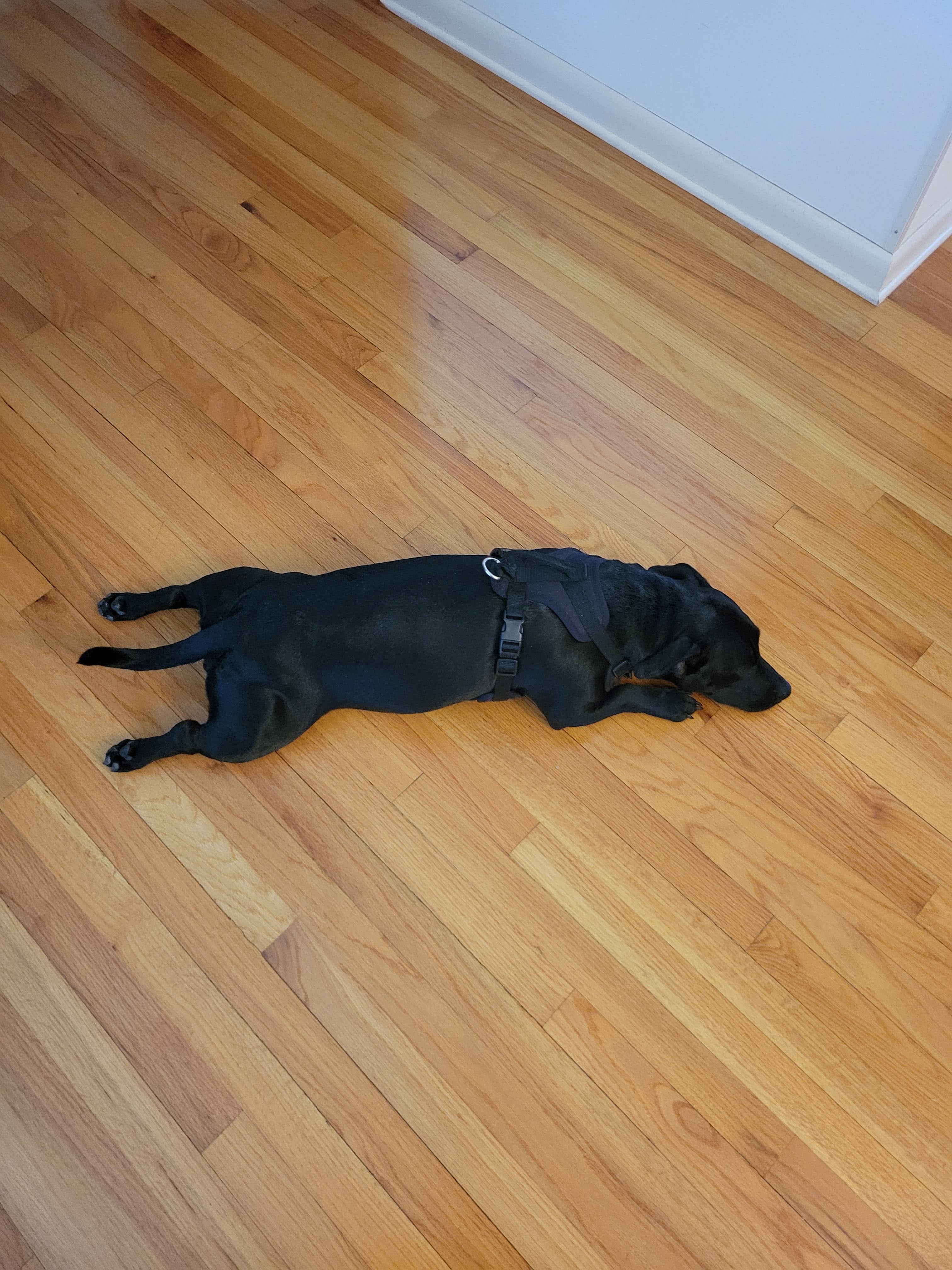 Celebrating My Cake Day with Hazel's Adorable Sploot!
