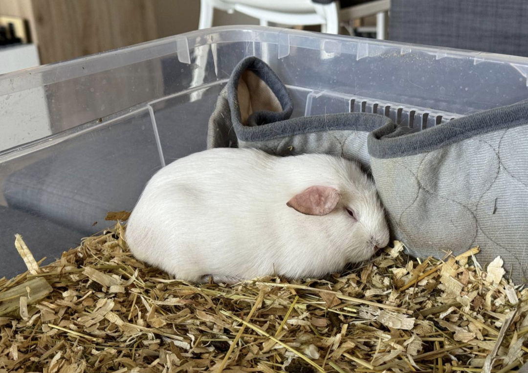 Meet Bunina: The Cutest Companion