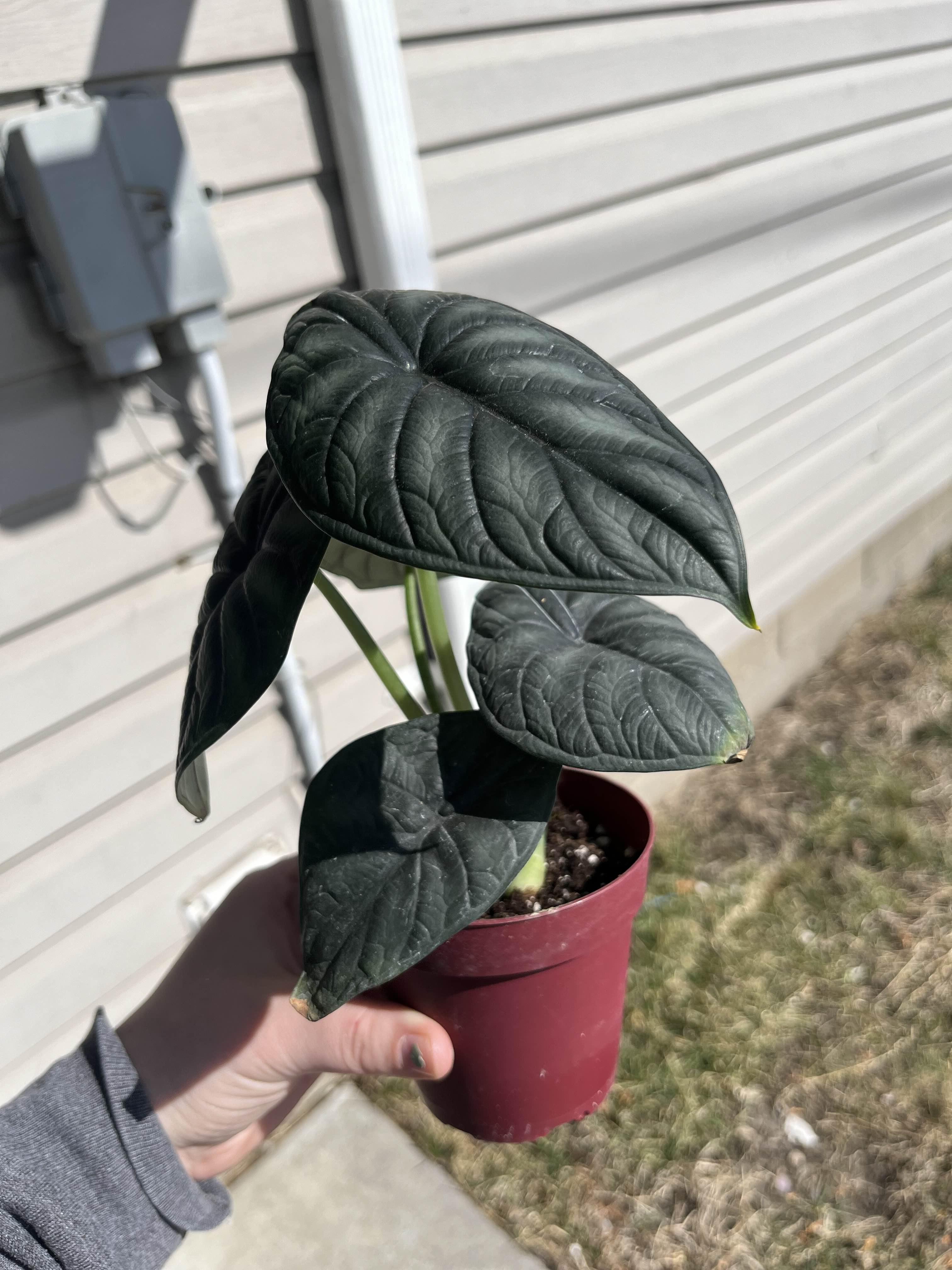 The Majestic Alocasia Plant