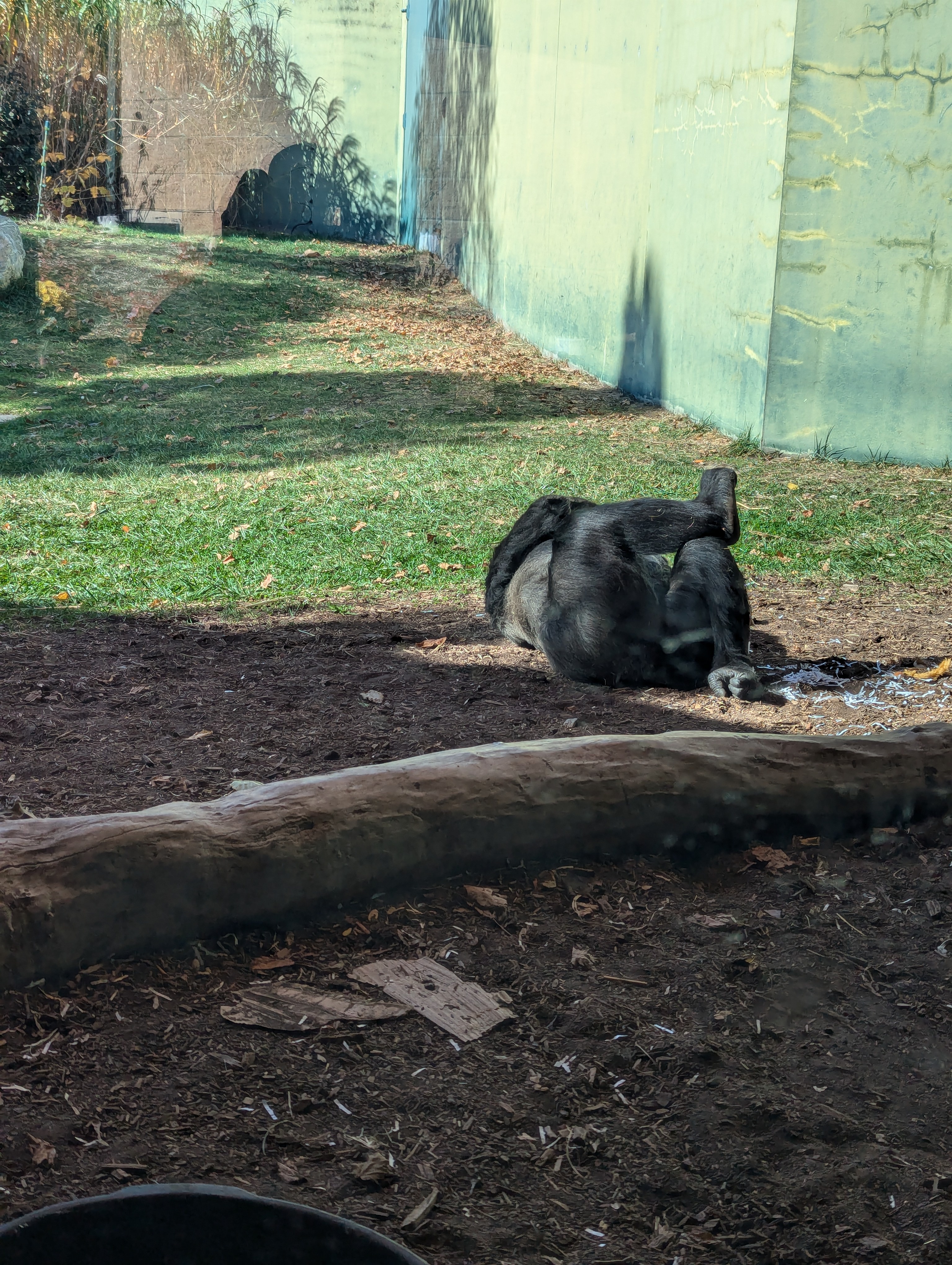 The Last Hurrah of Halloween Zoo Adventures!
