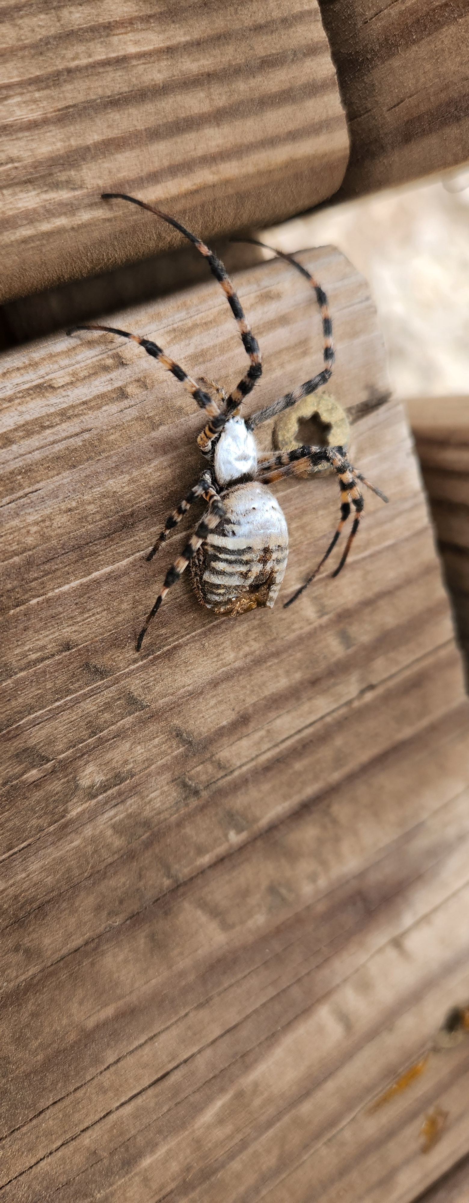 Celebrating My 13th Cake Day with a Cool Thanksgiving Spider