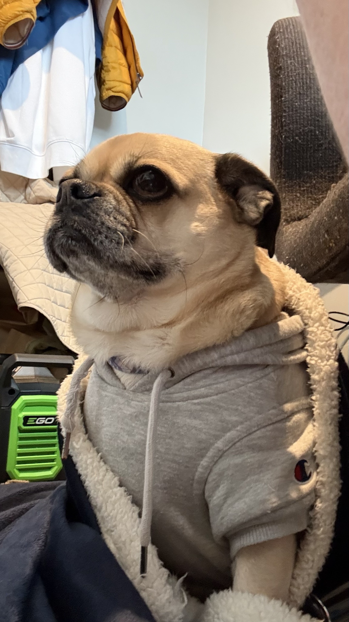 Feeling Proud: Comfy Chug Dawg Vibes